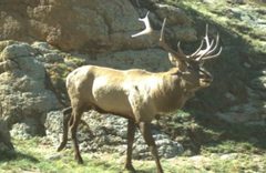 Manchurian elk wapiti in manchurian grassland by Chukcha228. Used under a CC0 license.