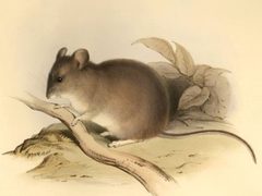 Phyllotis xanthopygus by Bell, Thomas; Darwin, Charles; Gould, Elizabeth; Gould, John; Owen, Richard; Waterhouse, G. R.. Used under a Public domain license.