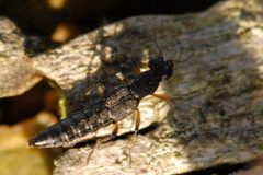 Stenus.clavicornis.-.lindsey by James K. Lindsey. Used under a CC BY-SA 3.0 license.