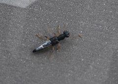 Stenus flavicornis by KadenLikesMilk. Used under a CC BY-SA 4.0 license.