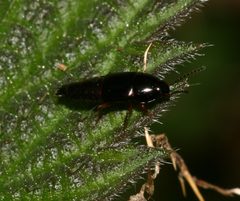 Tachinus rufipes by S. Rae from Scotland, UK. Used under a CC BY 2.0 license.