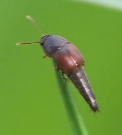 2021 05 09 Sepedophilus marshami by Slimguy. Used under a CC BY 4.0 license.
