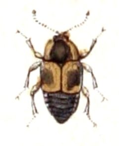 Cilea.silphoides.-.calwer.11.16 by Emil Hochdanz
. Used under a Public domain license.
