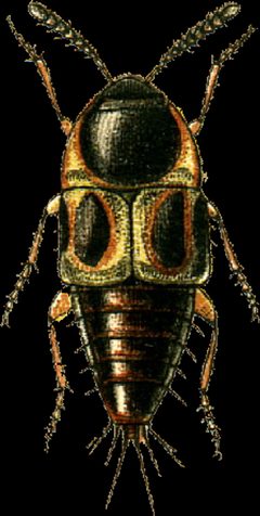 Leucoparyphus silphoides Jacobson by Georgiy Jacobson. Used under a Public domain license.