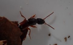 Othius punctulatus 115364273 by Maria. Used under a CC BY 4.0 license.