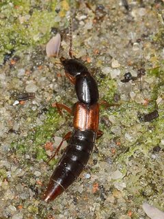 Othius punctulatus 44094332 by Dr. Guido Bohne. Used under a CC BY-SA 4.0 license.
