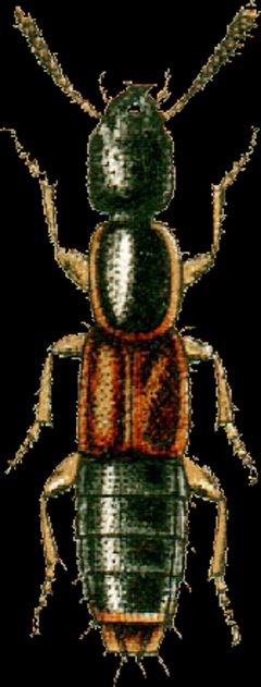 Othius punctulatus Jacobson by Georgiy Jacobson. Used under a Public domain license.