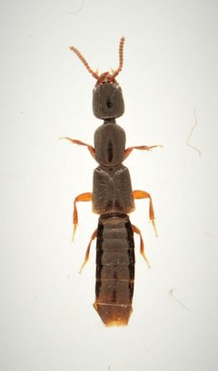 Leptacinus intermedius 271942287 by Nick Bédard. Used under a CC0 license.