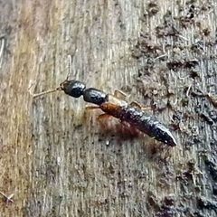 Nudobius cephalus by Jacy Lucier. Used under a CC BY-SA 4.0 license.