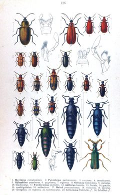 Reitter-1911-plate126 by Edmund Reitter
. Used under a Public domain license.