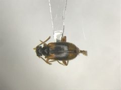 Syzeton fasciatus - inat 232654847 by Nick Bédard. Used under a CC0 license.