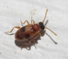 Syzeton subfasciatus - inat 364978478 by {{{name}}}. Used under a CC BY-SA 4.0 license.
