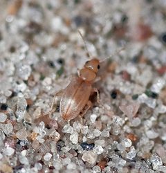 Amblyderus pallens  by WanderingMogwai. Used under a CC BY-SA 4.0 license.