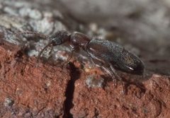 Anthicus cervinus P1200272a by 
xpda. Used under a CC BY-SA 4.0 license.