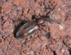 Anthicus cervinus P1200273b by 
xpda. Used under a CC BY-SA 4.0 license.