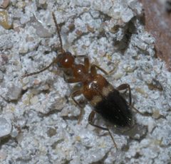 Malporus cinctus P1610983a by 
xpda. Used under a CC BY-SA 4.0 license.