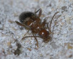 Malporus cinctus P1610984a by 
xpda. Used under a CC BY-SA 4.0 license.