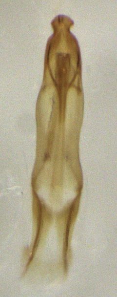 Omonadus floralis aedeagus by S.E. Thorpe. Used under a Public domain license.