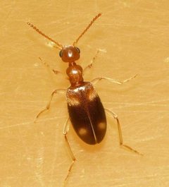 Stricticollis tobias by
This image is created by user Dick Belgers at Waarneming.nl, a source of nature observations in the Netherlands.
. Used under a CC BY 3.0 license.