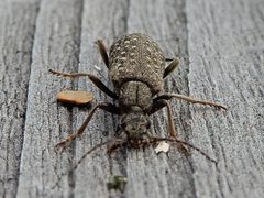 Pergetus campanulatus by Reiner Jakubowski. Used under a CC BY-SA 4.0 license.