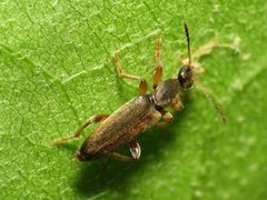 Antlike Flower Beetle - Flickr - treegrow by Katja Schulz from Washington, D. C., USA. Used under a CC BY 2.0 license.