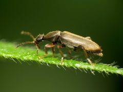 Little Flower Beetle - Flickr - treegrow by Katja Schulz from Washington, D. C., USA. Used under a CC BY 2.0 license.