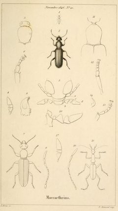 Macratria murina by Lebrun. Used under a Public domain license.