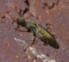 Macratria murina P1640431a by 
xpda. Used under a CC BY-SA 4.0 license.
