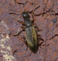 Macratria murina P1640432a by 
xpda. Used under a CC BY-SA 4.0 license.