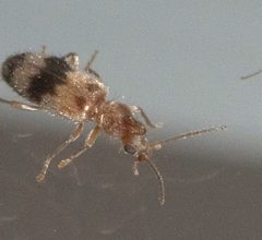Notoxus calcaratus P1270354a by 
xpda. Used under a CC BY-SA 4.0 license.