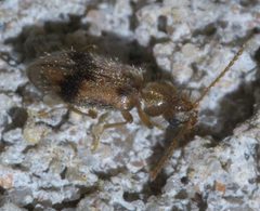 Notoxus desertus P1610809a by 
xpda. Used under a CC BY-SA 4.0 license.