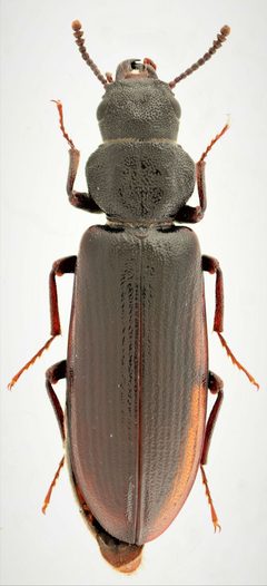 Lecontia discicollis 260534874 by Nick Bédard. Used under a CC0 license.