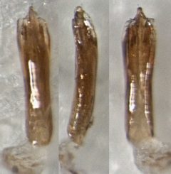 Cis boleti aedeagus by S.E. Thorpe. Used under a Public domain license.