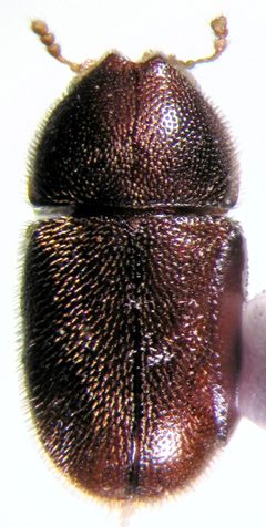 Cis chinensis dorsal by Tropicis. Used under a CC BY-SA 4.0 license.