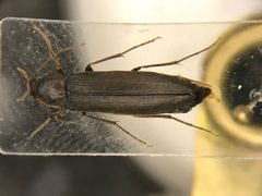 Serropalpus coxalis by Nick Bédard. Used under a CC0 license.
