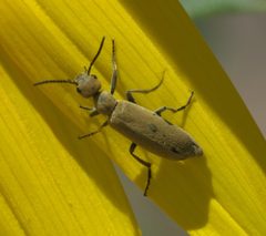 Epicauta ferruginea P1510168a by 
xpda. Used under a CC BY-SA 4.0 license.