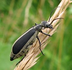 Epicauta funebris by Jacy Lucier. Used under a CC BY-SA 4.0 license.