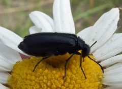 Epicauta puncticollis by Jacy Lucier. Used under a CC BY-SA 4.0 license.