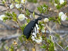 Epicauta segmenta - inat 159391685 by {{{name}}}. Used under a CC BY 4.0 license.