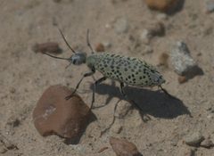 Epicauta ventralis P1230097a by 
xpda. Used under a CC BY-SA 4.0 license.