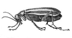 Epicauta vittata by Art Cushman. Used under a CC BY-SA 3.0 license.