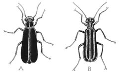 ITWAMOL - Fig 11 by Robert Evans Snodgrass. Used under a Public domain license.