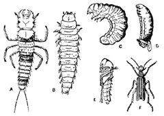 Metamorphosis Epicauta vittata by V. Leche. Used under a Public domain license.