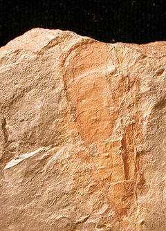 Hyolithe Spence Shale 01 by Mark A. Wilson
Professor
Department of Geology
The College of Wooster
Wooster, OH 44691 USA
[1]
Contributing to Wikipedia since 9 May 2007.
My philosophy of Wikipedia and education is described in this InsideHigher.com editorial.
All my images below are posted on Wikipedia pages.  They are public domain and may be freely used for any purpose.

Body Fossils

		
			
			Craniid brachiopod Petrocrania scabiosa from the Bellevue Formation (Upper Ordovician, Katian) in northern Kentucky.
		
		
			
			Polished section of the Upper Ordovician bryozoan Amplexopora with Trypanites borings; northern Kentucky.
		
		
			
			Fossils ooimmured in ooids from the Carmel Formation (Middle Jurassic of Utah).
		
		
			
			Chesapecten, barnacles and sponge borings (Entobia) from the Pliocene of York River, Virginia.
		
		
			
			Pentremites sp., a blastoid from the Lower Carboniferous of Kentucky.
		
		
			
			Pentremites sp. from the Glen Dean Formation (Lower Carboniferous) of Kentucky; aboral view of theca.
		
		
			
			Terebratulid brachiopod from the Campanian (Upper Cretaceous) of southwestern France.
		
		
			
			Pycnodonte vesicularis left valve interior; Aubeterre Formation, Campanian, SW France.
		
		
			
			Pycnodonte vesicularis right valve interior; Aubeterre Formation, Campanian, SW France.
		
		
			
			Liostrea strigilecula from the Carmel Formation (Middle Jurassic) of southwestern Utah.
		
		
			
			Trepostome bryozoans from the Bellevue Formation (Upper Ordovician, Katian) in northern Kentucky.
		
		
			
			Fossiliferous slab of the Whitewater Formation (Upper Ordovician) exposed near Richmond, Indiana.
		
		
			
			Prasopora falesi (James, 1884) from the Decorah Formation (Katian, Upper Ordovician) exposed in Decorah, Iowa.
		
		
			
			Lecthaylus gregarius, a sipunculan worm from the Silurian of Illinois.
		
		
			
			Lecthaylus gregarius, a Silurian sipunculan from Illinois.
		
		
			
			Praeexogyra hebridica from the Frome Clay (Bathonian, Middle Jurassic) of Langton Herring, Dorset, England.
		
		
			
			Trepostome bryozoan with bioerosion; Bellevue Formation, Upper Ordovician (Katian), northern Kentucky.
		
		
			
			Ammonite interiors, Pierre Shale, Upper Cretaceous, South Dakota.
		
		
			
			Cross-section of Stereolasma rectum, a rugose coral from the Middle Devonian of Erie County, New York.
		
		
			
			Tabulate coral Calapoecia huronensis Billings, 1865; Waynesville Formation, Upper Ordovician, Caesar Creek, Ohio.
		
		
			
			Syringothyris texta Hall 1857, dorsal view. Lower Carboniferous of Wooster, Ohio.
		
		
			
			Lobatus gigas from the Pleistocene (Eemian) of Great Inagua, The Bahamas.
		
		
			
			Lobatus gigas abapertural view; juvenile; San Salvador Island, The Bahamas.
		
		
			
			Lobatus gigas apertural view; juvenile; San Salvador Island, The Bahamas.
		
		
			
			Polinices galianor from the Pliocene of San Diego County, California.
		
		
			
			Polinices galianor umbilicus; Pliocene of San Diego County, California.
		
		
			
			Strophomenid brachiopod Leptaena from the Upper Ordovician of Iowa.
		
		
			
			The trilobite Flexicalymene meeki; Waynesville Formation; Upper Ordovician; Caesar Creek, Ohio.
		
		
			
			Flexicalymene meeki; Waynesville Formation; Upper Ordovician; Caesar Creek, Ohio.
		
		
			
			Cererithyris arkelli Almeras, 1970; dorsal view; Middle Jurassic (Bathonian); Ranville, Calvados, France.
		
		
			
			Atrypa sp.; Couvinian (Middle Devonian); El Pical, Leon, Spain. Eroded to show spiralia on the right.
		
		
			
			Zygospira modesta, an atrypid brachiopod from the Waynesville Formation, Upper Ordovician, southern Ohio.
		
		
			
			Fossils from the Calvert Formation, Zone 10, Calvert Co., MD (Miocene).
		
		
			
			Fossils from the Calvert Formation, Zone 10, Calvert Co., MD (Miocene).
		
		
			
			Ladogia sp., a rhynchonellid brachiopod from the Devonian of western Russia.
		
		
			
			Mytilus (Falcimytilus) jurensis from the Middle Jurassic (Callovian) Matmor Formation of southern Israel.
		
		
			
			Kutchirhynchia morieri, Luc-sur-Mer, France, Middle Jurassic (Upper Bathonian), dorsal view.
		
		
			
			Kutchirhynchia morieri, Luc-sur-Mer, France, Middle Jurassic (Upper Bathonian), ventral view.
		
		
			
			Leptosphinctes sp., microconch, Dorset, England, Middle Jurassic.
		
		
			
			Fusinus sp. from the Pliocene of Cyprus.
		
		
			
			Canadaspis perfecta from the Burgess Shale (Middle Cambrian) of British Columbia, Canada.
		
		
			
			Internal mold of crinoid stem lumen (and external mold of stem); Lower Carboniferous, Ohio.
		
		
			
			Conus pelagicus Brocchi 1814 from the Pliocene of Cyprus.
		
		
			
			The gastropod Gibbula sp. from the Pliocene of Cyprus; note predation scars.
		
		
			
			Gastropod opercula from the Pliocene of Cyprus.
		
		
			
			Bolinus brandaris from the Pliocene of Cyprus.
		
		
			
			Astraea rugosa (Linnaeus, 1767) from the Pliocene of Cyprus.
		
		
			
			Echinolampas ovalis, Middle Eocene, Civrac-en-Médoc ,France; oral view.
		
		
			
			Echinolampas ovalis, Middle Eocene, Civrac-en-Médoc ,France; aboral view.
		
		
			
			Actinostreon spp. from the Matmor Formation (Middle Jurassic) of Makhtesh Gadol, southern Israel.
		
		
			
			Peronidella, a calcisponge from the Matmor Formation (Callovian) of southern Israel.
		
		
			
			Peronidella, a calcisponge from the Matmor Formation (Callovian) of southern Israel; osculum view.
		
		
			
			Pseudocidaris spine; Matmor Formation (Middle Jurassic) of Makhtesh Gadol, Israel.
		
		
			
			Esthoniopora sp. from the Upper Ordovician (Kukruse) of Estonia.
		
		
			
			Constellaria polystomella from the Liberty Formation, Caesar Creek Lake, Ohio.
		
		
			
			Trepostome bryozoan with borings; Whitewater Formation (Upper Ordovician, upper Katian), eastern Indiana.
		
		
			
			Polished petrified wood. Location unknown.
		
		
			
			Polished section of petrified wood showing rings. Location unknown.
		
		
			
			Polished petrified wood showing cells. Location unknown.
		
		
			
			Heliophyllum halli, a rugose coral from the Centerfield Limestone Member (Middle Devonian), Bethany Center, New York.
		
		
			
			Striispirifer niagarensis (Conrad, 1843) from the Sheinwoodian (Silurian) of New York; Rochester Shale, Member D.
		
		
			
			Cincinnetina meeki (Miller, 1875) from the Cincinnatian (Upper Ordovician) of southern Ohio.
		
		
			
			Cincinnetina meeki (Miller, 1875) from the Cincinnatian (Upper Ordovician) of southern Ohio.
		
		
			
			Raphidonema faringdonense from the Faringdon Sponge Gravels (Cretaceous) of England.
		
		
			
			Meyeria ornata, a lobster from the Speeton Clay (Lower Cretaceous).
		
		
			
			Isocrania costata from the Upper Maastrichtian (Upper Cretaceous), ENCI Quarry, Maastricht, The Netherlands.
		
		
			
			External mold of the Upper Ordovician bivalve Anomalodonta gigantea from the Waynesville Formation of Franklin County, Indiana.
		
		
			
			Phaenopora superba, a bryozoan from the Brassfield Formation (Silurian) of Ohio.
		
		
			
			Goldringia cyclops (formerly Gyroceras cyclops), a nautiloid from the Columbus Limestone (Middle Devonian, Eifelian) near Delaware, Ohio.
		
		
			
			Olenellus terminatus; Pyramid Shale Member of the Carrara Formation; Emigrant Pass, Inyo County, California.
		
		
			
			The scleractinian coral Microsolena from the Matmor Formation, Middle Jurassic, southern Israel.
		
		
			
			Base of the scleractinian coral Microsolena showing beekite rings; Middle Jurassic of southern Israel.
		
		
			
			Epistreptophyllum, a scleractinian coral from the Matmor Formation (Middle Jurassic) of southern Israel.
		
		
			
			Axosmilia, a scleractinian coral from the Matmor Formation (Middle Jurassic) of southern Israel; side view.
		
		
			
			Axosmilia, a scleractinian coral from the Matmor Formation (Middle Jurassic) of southern Israel; oral view.
		
		
			
			Amphiastrea Etallon 1859; a scleractinian coral from the Matmor Formation (Callovian) of southern Israel.
		
		
			
			Chlamys sp. 1; Nicosia Formation (Pliocene) of Cyprus.
		
		
			
			Exogyra costata from the Prairie Bluff Formation (Maastrichtian); Starkville, Mississippi.
		
		
			
			Chesaconcavus sp.; a large barnacle from the Miocene of Maryland.
		
		
			
			Chesaconcavus sp.; a Miocene barnacle from Maryland. Basal view with bioimmured smaller barnacles.
		
		
			
			Reptoclausa hagenowi, a bryozoan from the Lower Cretaceous (Aptian) Faringdon Sponge Gravels of England.
		
		
			
			Jurassic ammonite internal mold redeposited in Cretaceous sediments (and thus remanie); Faringdon Sponge Gravels, England.
		
		
			
			Productid brachiopod ventral valve exterior; Roadian, Guadalupian (Middle Permian); Glass Mountains, Texas.
		
		
			
			Productid brachiopod ventral valve interior; Roadian, Guadalupian (Middle Permian); Glass Mountains, Texas.
		
		
			
			Rhynchonellid brachiopod with interior crura (lophophore support) visible; Roadian, Guadalupian (Middle Permian); Glass Mountains, Texas.
		
		
			
			Tropidoleptus carinatus, an orthid brachiopod from the Middle Devonian of Ohio.
		
		
			
			Aspidiscus cristatus; Cenomanian (Upper Cretaceous) En Yorqe'am Formation; southern Israel; oral view; round holes are bivalve borings-bioclaustrations.
		
		
			
			Aspidiscus cristatus; Cenomanian (Upper Cretaceous) En Yorqe'am Formation; southern Israel; aboral view.
		
		
			
			Asteroid ray fragment (oral surface); 1 m from top of Zichor Formation (Coniacian, Upper Cretaceous), southern Israel.
		
		
			
			Aulopora (a tabulate coral) from the Silica Shale (Middle Devonian) of northwestern Ohio.
		
		
			
			Gryphaea sp. from the Cretaceous of Texas; left valve interior and exterior (same specimen).
		
		
			
			Pycnodonte pulaskiensis from the Clayton Formation (Paleocene) of Mississippi.
		
		
			
			Laevitrigonia gibbosa from the Portland Limestone Formation (Upper Jurassic), Isle of Portland, Dorset, England.
		
		
			
			The early Middle Triassic bivalve Ramonalina (Makhtesh Ramon, southern Israel).
		
		
			
			Thecideide brachiopod (T), sabellid worm tube (S) and bryozoans (B) on the shell of the bivalve Ctenostreon from the Upper Jurassic of Poland.
		
		
			
			Elrathia kingii from the Wheeler Shale (Middle Cambrian), Utah.
		
		
			
			Apiocrinites negevensis from the Matmor Formation, Middle Jurassic (Callovian), southern Israel.
		
		
			
			The distinctive proximale of Apiocrinites negevesis; Matmor Formation; Middle Jurassic of southern Israel.
		
		
			
			The Ordovician cystoid Echinosphaerites aurantium from northeastern Estonia.
		
		
			
			Eucalyptocrinites calyx from the Kaugatuma Formation (Upper Silurian, Pridoli), Saaremaa, Estonia.
		
		
			
			Calcite crystals inside a test of the cystoid Echinosphaerites aurantium (Middle Ordovician, northeastern Estonia).
		
		
			
			Calcite cements in the Ordovician cystoid Echinosphaerites aurantium from northeastern Estonia.
		
		
			
			Encrusting graptolite (Thallograptus sphaericola) on the cystoid Echinosphaerites aurantium (Middle Ordovician, northeastern Estonia).
		
		
			
			Thallograptus sphaericola, a dendroid graptolite, attached to the cystoid Echinosphaerites aurantium; Ordovician of northeastern Estonia.
		
		
			
			Pendeograptus fruticosus from the Bendigonian Australian Stage (Lower Ordovician; 477-474 mya) near Bendigo, Victoria, Australia. Two overlapping, three-stiped rhabdosomes.
		
		
			
			A Middle Ordovician hardground from Utah with echinoderm holdfasts cemented to its upper surface.
		
		
			
			Carbonate hardground with bryozoan and borings from the Upper Ordovician of northern Kentucky, USA.
		
		
			
			Stigmatella personata; trepostome bryozoan encrusting the underside of a carbonate hardground; borings are Trypanites; Corryville Formation; Upper Ordovician; Mason County, Kentucky.
		
		
			
			Longitudinal thin-section of Stigmatella personata; a trepostome bryozoan encrusting a carbonate hardground; Corryville Formation; Upper Ordovician; Mason County, Kentucky.
		
		
			
			Cross-section of a carbonate hardground encrusted by oysters and bored by bivalves (Gastrochaenolites); Carmel Formation (Middle Jurassic) of southern Utah.
		
		
			
			Middle Jurassic (Callovian) crinoid pluricolumnals (Apiocrinites) from the Matmor Formation in Hamakhtesh Hagadol, southern Israel (Locality C/W-608).
		
		
			
			Prasopora, a trepostome bryozoan from the Ordovician of Iowa.
		
		
			
			Fossils in Ordovician oil shale (kukersite), northern Estonia.
		
		
			
			College of Wooster students collecting fossils; Ordovician of Indiana.
		
		
			
			Ordovician bryozoans from Indiana.
		
		
			
			Brachiopods; Logan Formation (Lower Carboniferous); Wooster, Ohio.
		
		
			
			Bivalves (Aviculopecten) and brachiopods (Syringothyris) in the Logan Formation (Lower Carboniferous) of Wooster, Ohio.
		
		
			
			Crinoid external molds; Logan Formation (Lower Carboniferous); Wooster. Ohio.
		
		
			
			Aviculopecten subcardiformis from the Logan Formation, (Lower Carboniferous); Wooster, Ohio.
		
		
			
			Syringothyris sp.; a spiriferid brachiopod from the Logan Formation (Lower Carboniferous) of Wooster, Ohio (internal molds).
		
		
			
			Gastropod and attached mytilid bivalves on a Jurassic limestone bedding plane in southern Israel.
		
		
			
			Peltoceras solidum ammonite from the Matmor Formation (Jurassic, Callovian) in the Matmor Formation, Makhtesh Gadol, Israel.
		
		
			
			Hederelloids encrusting a brachiopod from the Devonian of Ohio.
		
		
			
			Scanning electron microscope image of a hederelloid from the Devonian of Michigan.
		
		
			
			Three hederelloid species on a Devonian rugose coral.
		
		
			
			Halysites (Silurian tabulate coral).
		
		
			
			Thin-section of Halysites (Silurian tabulate coral).
		
		
			
			Ordovician fossils from Minnesota; brachiopods and bryozoans.
		
		
			
			Receptaculitid, considered a member of the Order Dasycladales; Ordovician of Estonia.
		
		
			
			Receptaculitid from the Kimmswick Limestone (Middle Ordovician) near Ozora, Missouri.
		
		
			
			Receptaculitid underside showing merom structure.
		
		
			
			Brown bodies in an Ordovician bryozoan.
		
		
			
			Edrioasteroid (Cystaster stellatus) from the Ordovician of northern Kentucky.
		
		
			
			Ostreolith ("oyster ball") from the Carmel Formation (Jurassic) of southwestern Utah.
		
		
			
			Liostrea strigilecula on an ostreolith ("oyster ball") from the Carmel Formation (Jurassic) of southwestern Utah.
		
		
			
			Ostreolith ("oyster ball") interior showing an aragonitic shell cast as the nucleus and Gastrochaenolites borings; Carmel Formation (Jurassic) of southwestern Utah.
		
		
			
			Hyolithes cerops Walcott from the Spence Shale near Paris, Idaho (Middle Cambrian).
		
		
			
			Haplophrentis carinatus from the Stephen Formation, Burgess Shale (Middle Cambrian), Burgess Pass, British Columbia, Canada.
		
		
			
			Hyoliths from the Middle Ordovician of northern Estonia; these are internal molds.
		
		
			
			Ordovician strophomenid brachiopod encrusted with bryozoans and inarticulate brachiopods (Petrocrania).
		
		
			
			Petrocrania brachiopods attached to a strophomenid brachiopod; Upper Ordovician of southeastern Indiana.
		
		
			
			Baculites specimen in the field; western South Dakota, Late Cretaceous. Part of the phragmocone and part of the body chamber visible.
		
		
			
			Baculites showing sutures and remnant aragonite; western South Dakota, Late Cretaceous.
		
		
			
			Close-up of a conulariid from the Mississippian of Indiana.
		
		
			
			Conulariid from the Mississippian of Indiana.
		
		
			
			Ichthyosaur vertebrae from the Sundance Formation (Jurassic) of Natrona County, Wyoming.
		
		
			
			Mosasaur skeleton (Cretaceous); Natural History Museum of Maastricht, The Netherlands.
		
		
			
			Mosasaur front paddle (Cretaceous); Natural History Museum of Maastricht, The Netherlands.
		
		
			
			Nummulitid foraminiferans from the Eocene near Al Ain, United Arab Emirates. Microspheric and megalospheric specimens shown.
		
		
			
			A broken concretion with fossils inside; Late Cretaceous near Ekalaka, Montana.
		
		
			
			Matthevia, a Late Cambrian polyplacophoran from the Hellnmaria Member of the Notch Peak Limestone, Steamboat Pass, southern House Range, Utah.
		
		
			
			Gorgonian holdfast on a Miocene limestone surface, Czech Republic.
		
		
			
			Octocoral holdfast on a limestone substrate (Pleistocene, Sicily); collected by A. Vertino.
		
		
			
			Crinoid columnals (Isocrinus nicoleti) from the Middle Jurassic Carmel Formation at Mount Carmel Junction, Utah.
		
		
			
			Isocrinus nicoleti columnals from the Carmel Formation (Middle Jurassic) of Kane County, Utah.
		
		
			
			Amplexograptus from the Ordovician near Caney Springs, Tennessee.
		
		
			
			Viburnum lesquereuxii leaf with insect damage; Dakota Sandstone (Cretaceous) of Ellsworth County, Kansas.
		
		
			
			Lepidodendron external mold from the Upper Carboniferous of Ohio.
		
		
			
			Stigmaria, a root of Lepidodendron. Upper Carboniferous of northeastern Ohio.
		
		
			
			Lepidodendron root (Stigmaria) with rootlets attached. Upper Carboniferous of northeastern Ohio.
		
		
			
			Fossil seed fern (Neuropteris ovata Hoffmann) from the Late Carboniferous of northeastern Ohio.
		
		
			
			Trigonia sp. from the Glen Rose Formation (Cretaceous) near Austin, Texas.
		
		
			
			Tentaculitids from the Devonian of Maryland. Scale bar is 5.0 mm.
		
		
			
			Tabulate coral (a syringoporid); Boone Limestone (Lower Carboniferous) near Hiwasse, Arkansas.
		
		
			
			Favosites sp. from the Upper Ordovician of southern Indiana.
		
		
			
			Sagittal cross-section of Favosites showing communication pores between the corallites. Upper Ordovician of southern Indiana.
		
		
			
			Scleractinian coral from the Matmor Formation (Jurassic, Callovian) of Makhtesh Gadol, Israel.
		
		
			
			Rudist bivalves (Vaccinites) from the Cretaceous of the Omani Mountains, United Arab Emirates.
		
		
			
			Platystrophia ponderosa, Maysvillian (Upper Ordovician) near Madison, Indiana.
		
		
			
			Phacopid trilobite from the Devonian of Ohio.
		
		
			
			Silurian Pentamerus brachiopod.
		
		
			
			Solitary rugose coral (Grewingkia) in three views; Ordovician, southeastern Indiana.
		
		
			
			Tullimonstrum gregarium in a concretion from the Mazon Creek (Upper Carboniferous), Illinois.
		
		
			
			Inoceramus from the Cretaceous of South Dakota.
		
		
			
			Internal mold of a nautiloid from the Upper Ordovician of northern Kentucky. Note the encruster over the mold.
		
		
			
			Crinoid holdfasts and bryozoans on an Upper Ordovician cobble from northern Kentucky.
		
		
			
			Protaraea richmondensis, a heliolitid coral; Cincinnatian (Upper Ordovician) of southeastern Indiana.
		
		
			
			Zygospira modesta, atrypid brachiopods, preserved in their original positions on a trepostome bryozoan; Cincinnatian (Upper Ordovician) of southeastern Indiana.
		
		
			
			Root-like crinoid holdfast (Ordovician, southern Ohio).
		
		
			
			Hypostome of the trilobite Isotelus (Ordovician of southern Ohio).
		
		
			
			Rhynchotrema dentatum, a brachiopod from the Cincinnatian (Upper Ordovician) of southeastern Indiana.
		
		
			
			Cladocora from the Pliocene of Cyprus.
		
		
			
			Aporrhais from the Pliocene of Cyprus.
		
		
			
			Petaloconchus (vermetid gastropod) attached to the coral Cladocora; Nicosia Formation (Pliocene); Cyprus.
		
		
			
			Gastropod and attached wormtube from the Pliocene of Cyprus.
		
		
			
			Turritella cingulifera from the Pliocene of Cyprus.
		
		
			
			Spondylus from the Pliocene of Cyprus.
		
		
			
			Spondylus from the Pliocene of Cyprus.
		
		
			
			Diodora italica from the Pliocene of Cyprus.
		
		
			
			Dentalium from the Pliocene of Cyprus.
		
		
			
			Anadara from the Pliocene of Cyprus.
		
		
			
			Amusium cristatum from the Pliocene of Cyprus.
		
		
			
			Belemnite from the very top of the Zohar Formation (Jurassic) near Neve Atif, the Golan.
		
		
			
			Anomalocaris from the Mt. Stephen Trilobite Beds, Middle Cambrian, near Field, British Columbia, Canada.
		
		
			
			Anomalocaridid from the Walcott Quarry, Burgess Shale, Middle Cambrian, British Columbia, Canada.
		
		
			
			Scenella from the Burgess Shale, Middle Cambrian, Walcott Quarry, near Field, British Columbia.
		
		
			
			Vauxia (sponge) from the Walcott Quarry of the Burgess Shale (Middle Cambrian) near Field, British Columbia, Canada.
		
		
			
			Ottoia prolifica (priapulid worm) from the Walcott Quarry of the Burgess Shale (Middle Cambrian) near Field, British Columbia, Canada.
		
		
			
			Olenoides serratus from the Mt. Stephen Trilobite Beds (Middle Cambrian) near Field, British Columbia, Canada.
		
		
			
			Stromatolites (Pika Formation, Cambrian) near Helen Lake, Banff National Park, Canada.
		
		
			
			Stromatolites in the Soeginina Beds (Paadla Formation, Ludlow, Silurian) near Kübassaare, Saaremaa, Estonia.
		
		
			
			Quinqueloculina sp. from Donegal Bay, Ireland.
		
		
			
			Triticites sp. cross-section; Plattsmouth Chert; Red Oak, Iowa; Permian.
		
		
			
			Bolboporites, Frizy Member, Volkhov Formation, near St. Petersburg, Russia (Middle Ordovician, Volkhovian).
		
		
			
			Bolboporites, Frizy Member, Volkhov Formation, near St. Petersburg, Russia (Middle Ordovician, Volkhovian).
		
		
			
			Exogyra costata from the Owl Creek Formation, Late Cretaceous, near Ripley, Mississippi.
		
		
			
			Articulated ostracod valves in cross-section from the Permian of central Texas.
		
		
			
			Strophomenid brachiopod valve with an encrusting cornulitid (Upper Ordovician, southeastern Indiana).
		
		
			
			Cornulitids on a bryozoan substrate; Bellevue Member, Grant Lake Formation; Upper Ordovician of northern Kentucky.
		
		
			
			Cornulitid on a strophomenid brachiopod valve (Upper Ordovician, southeastern Indiana).
		
		
			
			Discoscaphites iris, Owl Creek Formation (Upper Cretaceous), Ripley, Mississippi.
		
		
			
			Scapanorhynchus texanus, Menuha Formation (Upper Cretaceous), southern Israel. Collected by Andrew Retzler.
		
		
			
			Cretaceous shark teeth (mostly Scapanorhynchus) from the Menuha Formation (Upper Cretaceous), southern Israel.
		
		
			
			Hadrodus prisca, Menuha Formation (Upper Cretaceous), southern Israel. Collected by Andrew Retzler. 
		
		
			
			Microconchid on a Middle Devonian (Givetian) brachiopod from the Silica Shale, northwestern Ohio.
		
		
			
			Helicoconchus elongatus, a microconchid from the Lower Permian of Texas.
		
		
			
			Helicoconchus elongatus, a microconchid from the Lower Permian of Texas (showing branching).
		
		
			
			Helicoconchus elongatus, a microconchid from the Lower Permian of Texas (view of branching aggregation of tubes).
		
		
			
			Microconchid (Palaeoconchus angulatus) on a brachiopod shell from the Potter Farm Formation (Middle Devonian, Givetian) in Alpena, Michigan.
		
		
			
			Stromatoporoid side view showing laminae and pillars; Columbus Limestone (Devonian), Kelleys Island, Ohio.
		
		
			
			Stromatoporoid top view showing mamelons; Columbus Limestone (Devonian), Kelleys Island, Ohio.
		
		
			
			Platyceratid (Palaeocapulus acutirostre) snail on a crinoid calyx (Logan Formation; Mississippian of Ohio).
		
		
			
			Cross-section of a Lower Carboniferous crinoid with an in situ parasitic platyceratid gastropod.
		
		
			
			Crinoid stem replaced by marcasite in a siderite concretion; Lower Carboniferous.
		
		
			
			Platyceras pulcherrimum from the Logan Formation (Mississippian) of Wooster, Ohio.
		
		
			
			Encrusted hiatus concretion from the Kope Formation (Upper Ordovician) of Covington, Kentucky. Encrusters include bryozoans and crinoids.
		
		
			
			Belemnites from the Jurassic of Wyoming.
		
		
			
			Bryozoans encrusting the right valve interior of an oyster from the Coon Creek Beds of the Ripley Formation (Upper Cretaceous) near Blue Springs, Mississippi.
		
		
			
			Entobia borings and the cyclostome bryozoan Voigtopora thurni on an oyster valve from the Coon Creek Beds of the Ripley Formation (Upper Cretaceous) near Blue Springs, Mississippi.
		
		
			
			Sphenothallus holdfast from the Kope Formation (Upper Ordovician), Gunpowder Creek, Kentucky.
		
		
			
			Merycoidodon skull right side (Oligocene of Nebraska).
		
		
			
			Merycoidodon skull left side (Oligocene of Nebraska).
		
		
			
			Mammut americanum tooth, side view (Pleistocene, Holmes County, Ohio).
		
		
			
			Mammut americanum tooth surface (Pleistocene, Holmes County, Ohio).
		
		
			
			Mammuthus tooth, side view (Pleistocene, Holmes County, Ohio).
		
		
			
			Mammuthus tooth surface (Pleistocene, Holmes County, Ohio).
		
		
			
			Hercosestria cribrosa Cooper &amp; Grant 1969 (Roadian, Guadalupian, Middle Permian); Glass Mountains, Texas.
		
		
			
			Hercosestria cribrosa Cooper &amp; Grant 1969 (Roadian, Guadalupian, Middle Permian); Glass Mountains, Texas.
		
		
			
			Hercosestria cribrosa Cooper &amp; Grant 1969 (Roadian, Guadalupian, Middle Permian); Glass Mountains, Texas.
		
		
			
			Tentaculitid from the New Creek Limestone (Lochkovian, Early Devonian) of New Creek, West Virginia.
		
		
			
			Bactroptyxis trachaea, Aubry-en-exmes, Normandy, France; Middle Jurassic (Bathonian).
		
		
			
			Bactroptyxis trachaea, Aubry-en-exmes, Normandy, France; Middle Jurassic (Bathonian).
		
		
			
			Modern Mercenaria mercenaria left valve interior.
		
		
			
			Left valve dentition of modern Mercenaria mercenaria.
		
		
			
			Venerid bivalve; Wadi Umm Ghudran Formation (early Campanian), near Amman, Jordan.
		
		
			
			Venerid bivalve dentition; Wadi Umm Ghudran Formation (early Campanian), near Amman, Jordan.
		
		
			
			Coralliophaga coralliophaga (Gmelin, 1791) from Cockburntown Reef, San Salvador, The Bahamas (Pleistocene, Eemian).
		
		
			
			Pleurodictyum americanum Roemer from the Kashong Shale (Hamilton Group), Middle Devonian (Givetian) of Livingston County, New York.
		
		
			
			Pleurodictyum americanum Roemer (reverse) from the Kashong Shale (Hamilton Group), Middle Devonian (Givetian) of Livingston County, New York.
		
		
			
			Side view of a xenophorid gastropod.
		
		
			
			Aperture view of a xenophorid gastropod.
		
		
			
			Hexactinellid sponge on a xenophorid gastropod.
		
		
			
			Leptodus americanus from the Word Limestone (Permian) in Hess Canyon, Texas.
		
		
			
			Baculites internal mold with all aragonite dissolved away.
		
		
			
			Eurypterus from the Bertie Waterlime (Upper Silurian) of New York.
		
		
			
			Marella splendens from the Burgess Shale (British Columbia, Canada, Middle Cambrian).
		
		
			
			Lower mandible of Gigantopithecus blacki (cast) in the collections of The College of Wooster.
		
		
			
			Crassostrea gigantissima (Finch, 1824) from the Eocene of Texas.
		
		
			
			Crassostrea gigantissima (Finch, 1824) right valve interior (Eocene of Texas).
		
		
			
			Pygites diphyoides (d'Orbigny, 1849) from Hauterivian (Lower Cretaceous) of Cehegin, Murcia, Spain.
		
		
			
			Eroded Jurassic plesiosaur vertebral centrum found in the Lower Cretaceous Faringdon Sponge Gravels in Faringdon, England. An example of a remanié fossil.
		
		
			
			Calcareous sponge with an encrusting crinoid from the Matmor Formation (Jurassic, Callovian) of Makhtesh Gadol, Israel.
		
		
			
			Fusulinids from the Topeka Limestone (Virgilian, Upper Carboniferous) of Greenwood County, Kansas.
		
		
			
			Burmirhynchia jirbaensis from the Matmor Formation (Jurassic, Callovian) of Makhteash Gadol, Israel.
		
		
			
			Mammut americanum (American Mastodon) tusk from the Pleistocene of Holmes County, Ohio.
		
		
			
			Peronopora from the Whitewater Formation of eastern Indiana.
		
		
			
			Mucrospirifer mucronatus from the Silica Shale Formation (Middle Devonian) of Paulding County, Ohio.
		
		
			
			The large ostracod Herrmannina from the Silurian (Ludlow) Soeginina Beds (Paadla Formation) on eastern Saaremaa Island, Estonia.
		
		
			
			Silicified fossils from the Road Canyon Formation (Middle Permian of Texas).
		
		
			
			Macrophthalmus latreillei, a Pleistocene sentinel crab from northern Australia.
		
		
			
			Pattersonia ulrichi Rauff, 1894; an Ordovician hexactinellid sponge from near Cincinnati, Ohio.
		
		
			
			Ophiopetra lithographica from the Lower Hienheim Beds (Lower Tithonian, Upper Jurassic) near Regensburg, Germany.
		
		
			
			Praeexogyra acuminata (Sowerby, 1816) from the Sharp's Hill Formation (Middle Bathonian, Middle Jurassic) near Moreton-in-Marsh, Gloucestershire, England.
		
		
			
			Otodus obliquus teeth from the Eocene near Khouribga, Morocco.
		
		
			
			Coenothyris oweni from the Middle Triassic (Anisian) lower Saharonim Formation, Har Gevanim, southern Israel.
		
		
			
			Onchopristis numidus from Kem Kem, Morocco; Tegana Formation (Cenomanian, Cretaceous).
		
		
			
			Hibolites hastatus from the Jurassic near Moneva Teruel, Spain. Note the barnacle borings (Rogerella).
		
		
			
			Deinosuchus hatcheri at the Natural History Museum of Utah.
		
		
			
			Turritella from the Pleistocene of Sicily.
		
		
			
			Keratoisis melitensis (Goldfuss, 1826) from the Lower Pleistocene of Cape Milazzo, Sicily, Italy. An octocoral of the Family Isididae.
		
		
			
			Paracenoceras Spath, 1927 from the Matmor Formation (Middle Jurassic, Callovian) of Hamakhtesh Hagadol, southern Israel.
		
		
			
			Galls with perforations on a crinoid stem (Apiocrinites negevensis) from the Middle Jurassic of southern Israel.
		
		
			
			Discohelix tunisiensis, a gastropod from the Matmor Formation (Middle Jurassic) of southern Israel.
		
		
			
			Strophodonta demissa from the Silica Shale (Middle Devonian) of Michigan.
		
		
			
			Terebratula maugerii Boni, 1933. A terebratulid brachiopod from the Upper Miocene of Cordoba, Spain.
		
		
			
			Septastrea marylandica, a scleractinian coral encrusting pagurized gastropod shells (Pliocene of Florida).
		
		
			
			Euthria Gray 1850; Nicosia Formation, Pliocene, Cyprus.
		
		
			
			Astraea rugosa with crab predation traces; Nicosia Formation, Pliocene, Cyprus.
		
		
			
			Cross-section of an Orthoceras nautiloid from the Siluro-Devonian of Erfoud, Morocco.
		
		
			
			Fossiliferous limestone slab from the Liberty Formation (Upper Ordovician) of Caesar Creek State Park near Waynesville, Ohio.
		
		
			
			Streptelasma divaricans (Nicholson, 1875). A rugose coral from the Liberty Formation (Upper Ordovician) of southern Ohio.
		
		
			
			Enallhelia, a Callovian (Middle Jurassic) scleractinian coral from the Matmor Formation of southern Israel.
		
		
			
			Heterotrypa sp., a trepostome bryozoan from the Corryville Formation (Upper Ordovician) in Covington, Kentucky.
		
		
			
			Cheilostome bryozoan (Schizoporella) with serpulid tubes; Recent; Cape Cod Bay, Duck Creek, near Wellfleet, Massachusetts; collected by H.A. Curran.
		
		
			
			Macrocrinus verneuilianus (Shumard, 1855) from the Burlington Limestone (Lower Carboniferous) near Burlington, Iowa.
		
		
			
			Hiatus concretion encrusted with crinoids and bryozoans; Kope Formation (Upper Ordovician), Gunpowder Creek, Kentucky.
		
		
			
			Archaeocidaris plates and spines from the Bird Spring Formation (Carboniferous) exposed in Kyle Canyon, Spring Mountains, southern Nevada.
		
		
			
			Glyptodon carapace fragment (Pleistocene).
		
		
			
			Close view of Hexagonaria percarinata, a Devonian rugose coral from Michigan.
		
		
			
			Agatized coral from the Hawthorn Group (Oligocene-Miocene) of Florida.
		
		
			
			The coral Protaraea richmondensis on the brachiopod Rafinesquina ponderosa; Whitewater Formation, Indiana, Upper Ordovician.
		
		
			
			Trigonocarpus trilocularis Hildreth 1838. Fossil ovule showing stalk attachment. Massillon Sandstone (Upper Carboniferous), NE Ohio.
		
		
			
			Xenocrinus baeri (Meek, 1872); Upper Ordovician crinoid calyx from the Liberty Formation, Caesar Creek, Ohio.
		
		
			
			Densastroma pexisum, a stromatoporoid from the Silurian of Saaremaa Island, Estonia.
		
		
			
			Densastroma pexisum, a stromatoporoid from the Silurian of Saaremaa Island, Estonia. In the upper left is the boring Osprioneides.
		
		
			
			Naticarius millepunctatus, Nicosia Formation, Pliocene, Cyprus.
		
		
			
			Vermetus sp., Nicosia Formation, Pliocene, Cyprus.
		
		
			
			Syringothyris external mold with borings; Logan Formation (Carboniferous); Wooster, Ohio.
		
		
			
			Fimbria sp.; Matmor Formation (Middle Jurassic, Callovian); Makhtesh Gadol, southern Israel.
		
		
			
			Encrinite from the Brassfield Formation (Silurian) near Fairborn, Ohio.
		
		
			
			Chaetetid cross-sections, Benxi Formation (Moscovian) near Benxi, Liaoning, North China.
		
		
			
			Chaetetid (top view), Bird Spring Formation (Upper Carboniferous) of southern Nevada.
		
		
			
			Chaetetid (close view) from the Bird Spring Formation (Upper Carboniferous) of southern Nevada.
		
		
			
			Chaetetid cross-section, Bird Spring Formation (Upper Carboniferous) of southern Nevada.
		
		
			
			Utahraptor (Early Cretaceous) at Museum of Ancient Life (Lehi, Utah).
		
		
			
			Rudist bivalve, Maurens Formation, Upper Cretaceous, SW France.
		

Trace Fossils

		
			
			Trace fossil Gyrochorte from the Carmel Formation (Middle Jurassic) of SW Utah.
		
		
			
			Thalassinoides burrow system in the Sherborne Building Stone (Jurassic, Bajocian) of Dorset, England; slab cut parallel to bedding.
		
		
			
			Thalassinoides burrow system in the Sherborne Building Stone (Jurassic, Bajocian) of Dorset, England; slab cut perpendicular to bedding.
		
		
			
			Borings in an Upper Ordovician bryozoan, Bellevue Formation, northern Kentucky; polished cross-section.
		
		
			
			Entobia gallery; a boring produced by a clionaid sponge in a bivalve shell.
		
		
			
			Gastrochaenolites (G) and Entobia (E) in limestone cobble from the Los Banós Formation, Upper Miocene, SE Spain.
		
		
			
			Naticid boring in Stewartia from the Calvert Formation, Zone 10, Calvert Co., MD (Miocene).
		
		
			
			Trace fossils from the Bull Fork Formation (Upper Ordovician); Caesar Creek, Ohio.
		
		
			
			Helminthopsis ichnosp.; a trace fossil from the Logan Formation (Lower Carboniferous) of Wooster, Ohio.
		
		
			
			Thalassinoides burrows produced by crustaceans; Middle Jurassic, Makhtesh Qatan, southern Israel.
		
		
			
			Asteriacites, a trace fossil of an ophiuroid echinoderm; Carmel Formation (Jurassic), near Gunlock, Utah.
		
		
			
			Asteriacites (sea star trace fossil) from the Devonian of northeastern Ohio.
		
		
			
			Skolithos trace fossil.
		
		
			
			Rusophycus trace fossil from the Ordovician of southern Ohio.
		
		
			
			Zoophycos trace fossil from the Mississippian of northern Kentucky.
		
		
			
			Viburnum lesquereuxii leaf with insect damage; Dakota Sandstone (Cretaceous) of Ellsworth County, Kansas.
		
		
			
			Catellocaula vallata bioclaustration; Ordovician of Ohio.
		
		
			
			Cretaceous hardground from Texas with encrusting oysters and borings.
		
		
			
			Gastrochaenolites borings in a Middle Jurassic hardground, southern Utah.
		
		
			
			Cross-section of a carbonate hardground encrusted by oysters and bored by bivalves (Gastrochaenolites); Carmel Formation (Middle Jurassic) of southern Utah.
		
		
			
			Carbonate hardground; Ora Formation, Upper Cretaceous (Turonian), southern Israel.
		
		
			
			Gastrochaenolites in a coral, Matmor Formation (Jurassic), Israel.
		
		
			
			Rogerella in a crinoid stem, Matmor Formation (Jurassic), Israel.
		
		
			
			Entobia, a modern boring formed by clionaid sponges.
		
		
			
			Entobia sponge borings and the cyclostome bryozoan Voigtopora thurni on an oyster valve from the Coon Creek Beds of the Ripley Formation (Upper Cretaceous) near Blue Springs, Mississippi.
		
		
			
			Numerous borings in a Cretaceous cobble, Faringdon, England.
		
		
			
			Petroxestes pera borings in an Upper Ordovician hardground, Whitewater Formation, southern Ohio.
		
		
			
			Petroxestes pera borings in a hardground; Whitewater Formation (Upper Ordovician) of southern Ohio.
		
		
			
			Trypanites borings in an Upper Ordovician hardground, southeastern Indiana.
		
		
			
			Sponge borings and encrusters on a modern bivalve shell, North Carolina.
		
		
			
			Cross-section of a Jurassic rockground; borings include Gastrochaenolites (some with boring bivalves in place) and Trypanites; Mendip Hills, England.
		
		
			
			Trypanites borings in an Upper Ordovician hardground from northern Kentucky.
		
		
			
			Trypanites borings in an Upper Ordovician hardground from northern Kentucky. The borings are filled with diagenetic dolomite (yellowish). Note that the boring on the far right cuts through a shell in the matrix.
		
		
			
			Teredolites borings in a modern wharf piling; the work of bivalves known as "shipworms".
		
		
			
			Teredolites; an ichnogenus formed by boring bivalves in wood.
		
		
			
			Cross-section of mammoth footprints at The Mammoth Site, Hot Springs, South Dakota.
		
		
			
			Eubrontes, a dinosaur footprint in the Lower Jurassic Moenave Formation at the St. George Dinosaur Discovery Site at Johnson Farm, southwestern Utah.
		
		
			
			Gigandipus, a dinosaur footprint in the Lower Jurassic Moenave Formation at the St. George Dinosaur Discovery Site at Johnson Farm, southwestern Utah.
		
		
			
			Cameloid footprint (convex hyporelief) from the Barstow Formation (Miocene) of Rainbow Basin, California.
		
		
			
			Petalichnus, trilobite walking traces. Devonian of northeastern Ohio.
		
		
			
			Rusophycus and other trace fossils from the Gog Group, Early Cambrian, Lake Louise, Alberta, Canada.
		
		
			
			Lockeia from the Dakota Formation (Upper Cretaceous).
		
		
			
			Lockeia from the Chagrin Shale (Upper Devonian) of northeastern Ohio.
		
		
			
			Gastroliths from Jurassic strata near Starr Springs, Utah.
		
		
			
			Ropalonaria venosa, an etching trace fossil of a Late Ordovician ctenostome bryozoan; Cincinnatian of southeastern Indiana.
		
		
			
			Gnathichnus pentax echinoid trace fossil on an oyster from the Cenomanian of Hamakhtesh Hagadol, southern Israel.
		
		
			
			Hibolites hastatus from the Jurassic near Moneva Teruel, Spain. Note the barnacle borings (Rogerella).
		
		
			
			Entobia, a sponge boring from the Prairie Bluff Chalk Formation (Maastrichtian, Upper Cretaceous) of Starkville, Mississippi. Preserved as a cast of the excavations.
		
		
			
			Geopetal structure in bivalve boring in coral; bivalve shell visible; Matmor Formation (Middle Jurassic), southern Israel.
		
		
			
			Syringothyris external mold with borings; Logan Formation (Carboniferous); Wooster, Ohio.
		

Pseudofossils

		
			
			Pseudocoprolite from the Wilkes Formation (upper Miocene) of southwestern Washington state.
		
		
			
			Pseudocoprolite from the Wilkes Formation (upper Miocene) of southwestern Washington state.
		
		
			
			Manganese dendrites on a limestone bedding plane from Solnhofen, Germany. Scale in mm.
		
		
			
			Concretion with calcite-filled septarian cracks. Scale in mm.
		
		
			
			Eozoön canadense, a metamorphic rock made of interlayered calcite and serpentine. A famous pseudofossil. Scale in mm.
		
		
			
			Cone-in-cone structures produced by compression of limestone. Sometimes mistaken for fossils, thus becoming examples of pseudofossils.
		
		
			
			Cross-section of a concretion showing layers which resemble tree rings.
		

Carbonates

		
			
			Encrinite within the Carmel Formation (Middle Jurassic) exposed at Mt. Carmel Junction, Utah.
		
		
			
			Intraclasts (marked "In") in the Carmel Formation (Middle Jurassic) near Gunlock, Utah.
		
		
			
			Corryville Formation (Upper Ordovician, Katian) exposed in Maysville, Kentucky.
		
		
			
			Fossiliferous slab of the Whitewater Formation (Upper Ordovician) exposed near Richmond, Indiana.
		
		
			
			Shakopee Formation (Lower Ordovician) exposed in Hernke's Rock Quarry near Cannon Falls, SE Minnesota.
		
		
			
			Platteville Limestone (Upper Ordovician) exposed in Decorah, Iowa.
		
		
			
			Bull Fork Formation (Richmondian, Upper Ordovician) exposed in Caesar Creek State Park, southern Ohio.
		
		
			
			Hunstanton Formation ("Red Chalk") exposed south of Speeton Cliffs, North Yorkshire.
		
		
			
			Passage Beds (Jurassic) at Filey Brigg, North Yorkshire.
		
		
			
			Lower Lias sequence exposed at Nash Point, Glamorgan, Wales.
		
		
			
			Carbonate hardground with corals, bryozoans and brachiopods from the Liberty Formation (Upper Ordovician), southern Ohio.
		
		
			
			Crinoid columnals (Isocrinus nicoleti) in a biosparite/grainstone from the Middle Jurassic Carmel Formation at Mount Carmel Junction, Utah. Scale in mm.
		
		
			
			Ripplemarks in a biosparite/grainstone from the Middle Jurassic Carmel Formation, southwestern Utah.
		
		
			
			Ooids in limestone of the Carmel Formation (Middle Jurassic) of southwestern Utah.
		
		
			
			Fossils ooimmured in ooids from the Carmel Formation (Middle Jurassic of Utah).
		
		
			
			Ooids in thin-section; Carmel Formation (Middle Jurassic) of southern Utah.
		
		
			
			Ooids on the surface of a limestone; Carmel Formation (Middle Jurassic) of southern Utah.
		
		
			
			Ooids from a beach on Joulter's Cay, The Bahamas.
		
		
			
			Pisolites in the Conococheague Limestone (Upper Cambrian) of eastern Pennsylvania.
		
		
			
			Coral sand from a beach on Aruba.
		
		
			
			Gastrochaenolites borings in a Middle Jurassic hardground, Carmel Formation, southern Utah.
		
		
			
			Cross-section of a carbonate hardground encrusted by oysters and bored by bivalves (Gastrochaenolites); Carmel Formation (Middle Jurassic) of southern Utah.
		
		
			
			Ordovician limestones, Tennessee.
		
		
			
			Outcrop of Upper Ordovician rubbly limestone and shale, southern Indiana.
		
		
			
			Thin-section of peloid sediment and sparry calcite cement in a recrystallized bivalve shell showing "way up" (thus a geopetal structure); limestone of the Bird Spring Formation (Carboniferous) of southern Nevada.
		
		
			
			Peloids and a brachiopod shell visible in a limestone thin-section; Bird Spring Formation (Carboniferous) of southern Nevada.
		
		
			
			Cross-section of a Jurassic rockground; borings include Gastrochaenolites (some with boring bivalves in place) and Trypanites; Mendip Hills, England.
		
		
			
			Thrombolites in the Purbeck Formation (Jurassic), Isle of Portland, Dorset, England.
		
		
			
			Cross-section of an Upper Ordovician hardground from Ohio. The light-colored vertical elements are Trypanites borings filled with dolomite.
		
		
			
			A Middle Ordovician hardground from Utah with echinoderm holdfasts cemented to its upper surface.
		
		
			
			Cretaceous hardground from Texas with encrusting oysters and borings.
		
		
			
			Carbonate hardground with encrusting bryozoan; Kanosh Formation (Middle Ordovician) of Utah; scale in mm.
		
		
			
			Portland Admiralty Roach from a quarry face on the Isle of Portland, Dorset.
		
		
			
			Portland stone quarry, Isle of Portland, Dorset.
		
		
			
			Holocene eolianite on Long Island, Bahamas.
		
		
			
			Oncolites in the Alamo impact breccia (Guilmette Formation, Late Devonian, Frasnian) near Hancock Summit, Pahranagat Range, Nevada.
		
		
			
			Atlantic shore of Long Island, The Bahamas.
		
		
			
			Northern rocky shore of Great Inagua exposing Pleistocene reefal limestones.
		
		
			
			Concretion from the Cretaceous of western South Dakota.
		
		
			
			A broken concretion with fossils inside; Late Cretaceous near Ekalaka, Montana.
		
		
			
			Bored hiatus concretions at the base of the Menuha Formation (Upper Cretaceous), the Negev, southern Israel.
		
		
			
			Coquina from Florida. The scale bar is in mm.
		
		
			
			Close-up of coquina from Florida.
		
		
			
			Bioclasts in an Ordovician limestone; T = trilobite; E = echinoderm (crinoid).
		
		
			
			Scientific papers on hardgrounds by period. Serves as a proxy for hardground abundance over time. Calcite and aragonite sea intervals are plotted on the time axis.
		
		
			
			Eemian erosion surface in a fossil coral reef on Great Inagua, The Bahamas. Foreground shows corals truncated by erosion; behind the geologist is a post-erosion coral pillar which grew on the surface after sea level rose again.
		
		
			
			Lithographic limestone from the Gerofit Formation (Turonian) north of Makhtesh Ramon, southern Israel; a variety of Jerusalem Stone (meleke).
		
		
			
			Brassfield Limestone (Early Silurian) near Fairborn, Ohio, USA. An encrinite.
		
		
			
			Broken surface of Brassfield Limestone (Early Silurian) near Fairborn, Ohio, showing sparry calcite cement.
		
		
			
			Encrinite from the Brassfield Formation (Silurian) near Fairborn, Ohio.
		
		
			
			Outcrop of Brassfield Limestone (Early Silurian) in Oakes Quarry near Fairborn, Ohio, USA.
		
		
			
			Fossiliferous limestone slab from the Liberty Formation (Upper Ordovician) of Caesar Creek State Park near Waynesville, Ohio.
		
		
			
			Hiatus concretion encrusted with crinoids and bryozoans; Kope Formation (Upper Ordovician), Gunpowder Creek, Kentucky.
		
		
			
			Ripley Formation (Maastrichtian, Upper Cretaceous) rockground exposed near Greenville, Alabama.
		
		
			
			Prairie Bluff Chalk Formation (Maastrichtian, Upper Cretaceous) in Starkville, Mississippi.
		
		
			
			Paleontologist studying the Reynales Formation (Silurian) in Hickory Corners, New York.
		

Siliciclastics &amp; Evaporites

		
			
			Dundee Falls, Ohio; Dundee Sandstone (Upper Carboniferous).
		
		
			
			Basal conglomerate of the Upper Cretaceous Iron Springs Formation (dark) overlying the light carbonates of the Carmel Formation (Middle Jurassic). Near Gunlock, southwestern Utah.
		
		
			
			Mudcracks in the Carmel Formation (Middle Jurassic) near Gunlock, Utah.
		
		
			
			Sandy conglomerate in the Hazeva Formation (Miocene) of southern Israel.
		
		
			
			Monument to the 20th Massachusetts Infantry on the Gettysburg battlefield; Roxbury Puddingstone.
		
		
			
			Roxbury Conglomerate used in the 20th Massachusetts Infantry monument on the Gettysburg Battlefield.
		
		
			
			Rochester Shale (Silurian, Wenlockian) exposed in the Niagara Gorge, New York.
		
		
			
			Kinneyia-like structure in the Grimsby Foramtion (Silurian) exposed in Niagara Gorge, New York.
		
		
			
			Triassic wadi deposit near Ogmore-By-Sea, Wales. Clasts are Carboniferous limestone.
		
		
			
			Osgodby Formation (Middle Jurassic) exposed on the shore of Cayton Bay, North Yorkshire.
		
		
			
			Beach cobbles at Nash Point, South Wales.
		
		
			
			Aztec Sandstone (Lower Jurassic) at Red Rock Canyon National Conservation Area near Las Vegas, Nevada.
		
		
			
			Middle and Upper Triassic shallow marine sequence, Makhtesh Ramon, Israel.
		
		
			
			Middle Triassic marginal marine sequence, southwestern Utah.
		
		
			
			Kelso Dunes, Mojave National Preserve, California.
		
		
			
			Avalanche deposits on a crest of the Kelso Dunes, Mojave National Preserve, California.
		
		
			
			Sand blowing on the Kelso Dunes, Mojave National Preserve, California.
		
		
			
			Sand from the Kelso Dunes, Mojave National Preserve, California.
		
		
			
			Glacial outwash sediment, Knud Rasmussen Glacier, Greenland.
		
		
			
			Black sand from a beach on Maui, Hawaii.
		
		
			
			Papakōlea Beach sand near South Point, Kaʻū district, the island of Hawaiʻi. Sample from Lizzie Reinthal.
		
		
			
			Papakōlea Beach sand near South Point, Kaʻū district, the island of Hawaiʻi. Sample from Lizzie Reinthal.
		
		
			
			Quartz-rich sand from the Western Desert near Sakkara, Egypt.
		
		
			
			Pitted sand grains from the Western Desert, Egypt. Pitting is a consequence of wind transportation.
		
		
			
			Loess deposits in northern Patagonia, Argentina.
		
		
			
			Loess exposed in Vicksburg, Mississippi.
		
		
			
			Desert pavement near Barstow, California.
		
		
			
			Heavy minerals (dark) in a quartz beach sand (Chennai, India.
		
		
			
			Morton Salt facilities, Great Inagua, The Bahamas.
		
		
			
			Basal conglomerate from the Cambrian of the Black Hills, South Dakota.
		
		
			
			Tertiary debris flow deposit, Resting Springs Pass, California.
		
		
			
			Badlands of Hell's Half-Acre in Natrona County, Wyoming.
		
		
			
			Sand dune on the Sinai Peninsula.
		
		
			
			Centripetal mudcracks in the Lower Jurassic Moenave Formation at the St. George Dinosaur Discovery Site at Johnson Farm, southwestern Utah.
		
		
			
			Syneresis Cracks from the Drakes Formation (Upper Ordovician) of Adams County, Ohio, USA.
		
		
			
			Conglomerate in the Logan Formation (Lower Carboniferous); Wooster, Ohio.
		
		
			
			Sand from Pismo Beach, California.
		
		
			
			Gypsum sand from White Sands National Monument, New Mexico.
		
		
			
			Sand from Coral Pink Sand Dunes State Park, Utah.
		
		
			
			Wadi sediments from the Barstow Formation (Miocene), Rainbow Basin, California.
		
		
			
			Wadi sediments in Death Valley, California.
		
		
			
			Cross-section through a sample of the Old Red Sandstone showing quartz and chert pebbles; central England; scale bar is 10 mm.
		
		
			
			Bedding plane of Old Red Sandstone with quartz and chert pebbles; central England; scale bar is 10 mm.
		
		
			
			Alluvial fan above Lake Louise, British Columbia, Canada.
		
		
			
			Glacial moraines above Lake Louise, British Columbia, Canada.
		
		
			
			Outcrop of Ordovician oil shale (kukersite), northern Estonia.
		
		
			
			Cretaceous laterite exposed in Makhtesh Gadol, Israel.
		
		
			
			Salt crystal cast in the Carmel Formation (Middle Jurassic), southwestern Utah.
		
		
			
			Halite crystal mold in the Paadla Formation (Silurian), Saaremaa, Estonia.
		
		
			
			Cobble encrusted with halite from the western shore of the Dead Sea, Israel.
		
		
			
			Bedded halite at Mount Sodom, Israel.
		
		
			
			Pebbles cemented with halite on the western shore of the Dead Sea, Israel.
		
		
			
			Mount Sodom, Israel, showing the so-called "Lot's Wife" pillar.
		
		
			
			Ripplemarks in a siltstone (Carmel Formation, Middle Jurassic, near Gunlock, Utah).
		
		
			
			Banded Iron Formation specimen from Upper Michigan.
		
		
			
			Oxford Clay (Jurassic) exposed near Weymouth, England.
		
		
			
			Talus cones on north shore of Isfjorden, Svalbard, Norway.
		
		
			
			Cross-bedding and scour in the Logan Formation (Lower Carboniferous) of Jackson County, Ohio.
		
		
			
			Logan Formation (Lower Carboniferous) in Wooster, Ohio.
		
		
			
			Sediments deposited in Lake Manix (Pleistocene) near Barstow, California.
		
		
			
			New Oxford Conglomerate (Triassic) of York County, Pennsylvania.
		
		
			
			Devil's Golf Course, Death Valley, California.
		
		
			
			Alluvial fan in Death Valley, California, seen from source area of Black Mountains at Dante's View.
		
		
			
			Soft sediment deformation in Dead Sea sediments, Israel. Possibly a seismite.
		
		
			
			A teepee structure in modern halite deposits along the western shore of the Dead Sea, Israel.
		
		
			
			Beach pebbles made of halite; western Dead Sea coast, Israel.
		
		
			
			Salt cave in Mt. Sodom, Israel.
		
		
			
			Erosional gully in Dead Sea sediments; southwestern shore of the Dead Sea, Israel; this gully was excavated by floods in less than a year.
		
		
			
			Fossiliferous concretion from the Meadville Shale Member of the Cuyahoga Formation (Lower Carboniferous) exposed near Wooster, Ohio.
		
		
			
			Fossiliferous siderite concretion from the Lower Carboniferous.
		
		
			
			Sand from the beach at Scala dei Turchi, Sicily.
		
		
			
			Ghareb Formation (an Upper Cretaceous oil shale) in Wadi Hawarim, southern Israel.
		
		
			
			Faringdon Sponge Gravel, SE of Faringdon, Oxfordshire.
		
		
			
			Coralline Crag Formation exposed in Suffolk, England.
		
		
			
			Gypsum flower in calcitic geode from the Bull Fork Formation (Upper Ordovician), southeastern Indiana.
		
		
			
			Moqui marbles in place in the Navajo Sandstone, Snow Canyon State Park, SW Utah.
		
		
			
			Berea Sandstone (Upper Devonian) exposed at headwaters of the Sandusky River, Crawford County, Ohio.
		

Igneous &amp; Metamorphic Rocks

		
			
			City of Rocks National Reserve, Idaho, view.
		
		
			
			View within City of Rocks National Reserve, Idaho.
		
		
			
			Morning Glory Spire, City of Rocks National Reserve, Idaho.
		
		
			
			Diabase forming Devil's Den, Gettysburg Battlefield.
		
		
			
			Boulder of gneiss breccia on Osmussaar, Estonia, apparently thrown there by the Neugrund impact.
		
		
			
			Close-up of granite in Chennai, India.
		
		
			
			Obsidian talus, Obsidian Dome, California.
		
		
			
			Holocene volcano near Veyo, Utah.
		
		
			
			Amboy Crater, Mojave Desert, California.
		
		
			
			Interior of Amboy Crater, Mojave Desert, California.
		
		
			
			Interior of Amboy Crater, San Bernardino County, California.
		
		
			
			Cinders from a Pleistocene cinder cone, San Bernardino Valley, southeastern Arizona.
		
		
			
			18.5 million-year-old tuff exposed at Hole In The Wall, Mojave National Preserve, California.
		
		
			
			Spherulites in rhyolitic ash, Hailstone Trail, Echo Canyon, Chiricahua Mountains, Arizona.
		
		
			
			Hoodoos of rhyolite in Chiricahua National Monument, southeastern Arizona.
		
		
			
			Gabbroic xenolith in a granite; eastern Sierra Nevada, Rock Creek Canyon, California.
		
		
			
			Gabbro as a xenolith in a granite, eastern Sierra Nevada, Rock Creek Canyon, California.
		
		
			
			Potassium feldspar crystals in a granite, eastern Sierra Nevada, Rock Creek Canyon, California.
		
		
			
			Pegmatitic granite, Rock Creek Canyon, eastern Sierra Nevada, California.
		
		
			
			Gabbro specimen; Rock Creek Canyon, eastern Sierra Nevada, California.
		
		
			
			Close-up of gabbro specimen; Rock Creek Canyon, eastern Sierra Nevada, California.
		
		
			
			Mississippian marble in Big Cottonwood Canyon, Wasatch Mountains, Utah.
		
		
			
			Jurassic metaconglomerate at Los Peñasquitos Canyon Preserve, San Diego County, California.
		
		
			
			Volcanic bomb found in the Cinder Cones region of the Mojave National Preserve by Rob McConnell.
		
		
			
			Ash from the 1980 eruption of Mt. St. Helens, Washington.
		
		
			
			Ash from the April 2013 eruption of Mount Etna.
		
		
			
			Swan Peak Quartzite (Ordovician) exposed just north of Tony Grove Lake, Cache County, Utah.
		
		
			
			Fiamme in the Resting Spring Tuff near Shoshone, California.
		
		
			
			Nordmarkite stock (Triassic) in the Gevanim Valley, Makhtesh Ramon, southern Israel.
		

Stratigraphy, Structure &amp; Geomorphology

		
			
			Joints in the Almo Pluton, City of Rocks National Reserve, Idaho.
		
		
			
			Cummingsville Formation (Upper Ordovician) exposed in Decorah, Iowa. The Cummingsville is the brown upper unit; the Decorah Formation is below.
		
		
			
			Decorah Formation (Upper Ordovician) exposed in Decorah, Iowa. The Decorah is gray; above it is the brown Cummingsville Formation.
		
		
			
			Glacial pothole in basalt on the St. Croix River at Interstate State Park, Wisconsin.
		
		
			
			Waynesville Formation (Upper Ordovician) exposed near St. Leon, Indiana.
		
		
			
			Rainbow Basin Syncline near Barstow, California.
		
		
			
			Barstow Formation (Miocene) in Owl Canyon near Barstow, California.
		
		
			
			Syncline in the lower parking lot of Calico Ghost Town near Barstow, California.
		
		
			
			Anticline in the Barstow Formation (Miocene) at Calico Ghost Town near Barstow, California.
		
		
			
			Fossil Mountain, Utah; Ordovician shales and limestones.
		
		
			
			Natural arch in Timna Valley, Negev Desert, Israel.
		
		
			
			Timna Valley, Negev Desert, Israel.
		
		
			
			Ramon Fault on the southern side of Makhtesh Ramon, Israel.
		
		
			
			Northern coast of Saaremaa, Estonia.
		
		
			
			Raised beach on the northern coast of Saaremaa, Estonia.
		
		
			
			Wave-cut platforms from Lake Bonneville preserved on Antelope Island, Great Salt Lake, Utah.
		
		
			
			U-shaped valley carved by a glacier; Little Cottonwood Creek Valley, Wasatch Mountains, Utah.
		
		
			
			Natural Bridge at Bryce Canyon National Park. Actually an arch.
		
		
			
			Carmel Formation (Middle Jurassic) near Gunlock, southwestern Utah. The dark unit at the top is the equivalent of the Cretaceous Dakota conglomerate.
		
		
			
			Carmel Formation (Middle Jurassic) exposed at Gunlock Reservoir, southwestern Utah.
		
		
			
			Late Cretaceous cold seep deposit in the Pierre Shale, southwest South Dakota.
		
		
			
			Eemian erosion surface in a fossil coral reef on Great Inagua, The Bahamas. Foreground shows corals truncated by erosion; behind the geologist is a post-erosion coral pillar which grew on the surface after sea level rose again.
		
		
			
			Disconformity with the Lower Cretaceous Edwards Formation overlying a Lower Permian limestone; hiatus is about 165 million years; Texas.
		
		
			
			Walcott Quarry of the Burgess Shale (Middle Cambrian, British Columbia).
		
		
			
			Ventifact from the Mojave Desert near Barstow, California.
		
		
			
			Soft sediment deformation in Dead Sea sediments, Israel. Possibly a seismite.
		
		
			
			A teepee structure in modern halite deposits along the western shore of the Dead Sea, Israel.
		
		
			
			Geopetal structure in bivalve boring in coral; bivalve shell visible; Matmor Formation (Middle Jurassic), southern Israel.
		
		
			
			Whitewater Formation (Upper Ordovician) exposed in a roadcut near Richmond, Indiana.
		
		
			
			Liberty Formation (Upper Ordovician) exposed north of Brookville, Indiana.
		
		
			
			Grant Lake Formation (Upper Ordovician); Idlewild Bypass (KY-8) in Boone County, Kentucky.
		
		
			
			Meadville Shale Member of the Cuyahoga Formation (Lower Carboniferous) exposed in Lodi, Ohio.
		
		
			
			Cross-beds in the Grimsby Formation (Silurian) exposed in Niagara Gorge, New York.
		

Miscellaneous Geology

		
			
			Trona Pinnacles, California.
		
		
			
			Distorted limestones from the Alamo impact (Late Devonian, Frasnian) in the Irish Range, Nevada.
		
		
			
			Landscape showing Alamo impact breccia (Late Devonian, Frasnian) near Hancock Summit, Pahranagat Range, Nevada.
		
		
			
			Close-up of Alamo impact breccia (Late Devonian, Frasnian) near Hancock Summit, Pahranagat Range, Nevada.
		
		
			
			Alamo impact breccia (Late Devonian, Frasnian) near Hancock Summit, Pahranagat Range, Nevada.
		
		
			
			Alamo impact breccia (Late Devonian, Frasnian) near Hancock Summit, Pahranagat Range, Nevada.
		
		
			
			Top of the Alamo impact breccia (Late Devonian, Frasnian) near Hancock Summit, Pahranagat Range, Nevada.
		
		
			
			Calcitic spherulites from the Alamo bolide impact deposits in the Irish Range, Nevada.
		
		
			
			Sand crystal.
		
		
			
			Cannel coal from the Pennsylvanian of NE Ohio.
		
		
			
			Seismites in the Upper Ordovician of northern Kentucky.
		
		
			
			Seismite in the Upper Ordovician of northern Kentucky (closer view).
		
		
			
			Tilted dolomites resulting from the impact which produced Kaali Crater, Saaremaa, Estonia.
		

Geology of Israel

		
			
			Ora Formation (Cretaceous) at Gerofit Junction, southern Israel.
		
		
			
			The larger Arif makhtesh; Negev, southern Israel.
		
		
			
			Har 'Arif viewed from the east through the axis of the large Arif makhtesh.
		
		
			
			Ghareb Formation (an Upper Cretaceous oil shale) in Wadi Hawarim, southern Israel.
		
		
			
			Matmor Formation (Jurassic, Callovian) exposed in Makhtesh Gadol, southern Israel. Southern wall of the makhtesh in the background.
		
		
			
			Jurassic sediments in Makhtesh Gadol, Negev Desert, Israel.
		
		
			
			Upper Matmor Formation (Callovian) in Makhtesh Gadol, southern Israel.
		
		
			
			Center of Makhtesh Gadol, Negev, Israel.‎ 
		
		
			
			‎Center of Makhtesh Gadol, Negev, Israel.
		
		
			
			‎Center of Makhtesh Gadol, Negev, Israel.
		
		
			
			Matmor Formation (Jurassic, Callovian) in Makhtesh Gadol, Israel.
		
		
			
			Mist flowing into Makhtesh Gadol, Negev, Israel.
		
		
			
			Road on northern side of Maktesh Gadol originally built by the British during oil exploration.
		
		
			
			Wadi in Makhtesh Ramon.
		
		
			
			Chalcolithic mine in Timna Valley, Negev Desert, Israel.
		
		
			
			Arch in Timna Park, Negev Desert, Israel.
		
		
			
			Timna Valley, Negev Desert, Israel.
		
		
			
			Honeycomb weathering in a Cambrian sandstone, Timna Valley, Negev Desert, Israel.
		
		
			
			Wadi in Nahal Paran, Negev, Israel.‎ 
		
		
			
			Rocky exposures, Nahal Paran, Negev, Israel.
		
		
			
			Makhtesh Ramon, Negev Desert, Israel.
		
		
			
			Ammonite Wall in Makhtesh Ramon (Tamar Formation, Cenomanian).
		
		
			
			Ramon Monocline on the southern side of Makhtesh Ramon, Negev, Israel.
		
		
			
			Ramon Fault on the southern side of Makhtesh Ramon, Israel.
		
		
			
			Makhtesh Ramon, Negev, Israel.
		
		
			
			Rainbow Cave arch in the Galilee, Israel.
		
		
			
			Thalassinoides trace fossils, Jurassic, Makhtesh Qatan, Israel.
		
		
			
			Mount Sodom, Israel, showing the so-called "Lot's Wife" pillar.‎
		
		
			
			Bedded halite at Mount Sodom, Israel.
		
		
			
			Pebbles cemented with halite on the western shore of the Dead Sea, Israel.
		
		
			
			Halite deposits (and teepee structure) along the western Dead Sea coast, Israel.
		
		
			
			Salt cave in Mt. Sodom, Israel.
		
		
			
			Phosphorite mine near Oron, Negev, Israel.
		
		
			
			Copper ore (chrysocolla) in Cambrian sandstone in the Timna Valley, southern Israel.
		
		
			
			Nordmarkite stock (Triassic) in the Gevanim Valley, Makhtesh Ramon, southern Israel.
		
		
			
			Menuha Formation at Wadi Zihor, Negev, southern Israel. Boundary of M-2 and M-3.
		
		
			
			Seismite in sediments of the Dead Sea basin, Israel.
		

Jerusalem Images

		
			
			Walls of the old city of Jerusalem as the sun sets.
		
		
			
			Zion Gate, Jerusalem, Israel; note bullet scars.
		
		
			
			Golden Gate, Jerusalem, Israel.
		
		
			
			Robinson's Arch, Jerusalem, Israel.
		
		
			
			Southern steps of the Temple Mount, Jerusalem.
		
		
			
			Stones from the Western Wall of the Temple Mount (Jerusalem) thrown onto the street by Roman soldiers on the Ninth of Av, 70 C.E.
		
		
			
			Al-Aqsa Mosque, Jerusalem, Israel.
		
		
			
			Washing station on the Temple Mount, Jerusalem, Israel.
		
		
			
			South-west qanatir, Temple Mount, Jerusalem, Israel.
		
		
			
			Al-Aqsa Mosque viewed from the Western Wall Plaza.
		
		
			
			Dome of the Rock from Mount Scopus.
		
		
			
			Hezekiah's Tunnel, Jerusalem, Israel.
		
		
			
			Mount of Olives viewed from the Old City showing the Jewish cemetery (2003).
		
		
			
			Mount of Olives viewed from the Old City showing the Jewish cemetery (2009).
		
		
			
			Kidron Valley viewed from the Old City of Jerusalem.
		
		
			
			Hagia Maria Sion Abbey from the Jerusalem city walls.
		
		
			
			Kikar Tzahal (IDF Square), Jerusalem.
		
		
			
			Yad Kennedy, Jerusalem Forest.
		
		
			
			Yad Kennedy plaque.
		
		
			
			Natural stone in the Chapel of Adam, Church of the Holy Sepulchre, Jerusalem.
		
		
			
			"Immovable ladder" on the facade of the Church of the Holy Sepulchre, Jerusalem.
		
		
			
			Monument to the December 9, 1917, surrender of Jerusalem to the 60th London Division.
		

Other Israel Images

		
			
			Tel Maresha, central Israel.
		
		
			
			Cave under Tel Azeka.
		
		
			
			Tel Azeka, Israel.
		
		
			
			Valley of Elah viewed from the top of Tel Azeka.
		
		
			
			View of Tel Azeka from Khirbet Qeiyafa, Israel. Top wall is later; lower walls from Iron Age site. Note plastered room interior wall.
		
		
			
			Majdal Shams, Golan Heights.
		
		
			
			Jacob's Ford Battlefield (1179) viewed from the Ateret Fortress main gateway to the east across the Jordan River.
		
		
			
			Northeast corner of the Ateret Fortress at the Jacob's Ford Battlefield, Israel.
		
		
			
			Bnot Ya'akov Bridge over the Jordan River from the south near Jacob's Ford, Israel.
		
		
			
			Old road from Rosh Pina to Safed, the Galilee, Israel.
		
		
			
			Masada, Israel.
		
		
			
			Roman legionary (X Fretensis) castrum at Masada, Israel.
		
		
			
			Megiddo archaeological site, Israel.
		
		
			
			Line painted in 1900 (at top of image) by Robert A.S. Macalister of the Palestine Exploration Fund showing the level of the Dead Sea.
		
		
			
			Mount Sodom, Israel, showing the so-called "Lot's Wife" pillar.
		
		
			
			Fringing coral reef near Eilat, Israel.
		
		
			
			Remains of living quarters at Qumran.
		
		
			
			Remains of a Byzantine church at Nizana, Israel.
		
		
			
			Nizana, Israel, viewed from the south.
		
		
			
			St. Nilus Church, Mamshit archaeological site, Israel.
		
		
			
			Detail in mosaic floor, Church of St. Nilus, Mamshit archaeological site, Israel.
		
		
			
			The Guardhouse (left) and Wealthy House (right) in Mamshit, Israel.
		
		
			
			"Way of Peace" constructed between 1996 and 2000 between Israel and Egypt.
		
		
			
			German-Turkish hospital (1906-1917) built on ruins of Byzantine fort at Nizana. Note battle damage.
		
		
			
			Shivta arachaeological site, Negev Desert, Israel.
		
		
			
			Makhtesh Gadol in the Negev Desert, Israel.
		
		
			
			Route 225 descending into Makhtesh Gadol, Israel.
		
		
			
			Avdat archaeological site, Negev, Israel.
		
		
			
			Avdat archaeological site, Negev, Israel.
		
		
			
			Egypt-Israel border, looking north from the Eilat Mountains.
		
		
			
			Mitzpe Ramon from the Ramon Inn looking towards Makhtesh Ramon.
		
		
			
			Replica of 770 Eastern Parkway in Mitzpe Ramon, Israel.
		
		
			
			Dromedaries in the Negev.
		
		
			
			Petroglyph of a camel; Negev, southern Israel.
		
		
			
			Main gate, Lachish archaeological site.
		
		
			
			Commander's palace, Lachish archaeological site.
		
		
			
			Siege ramp, Lachish archaeological site.
		
		
			
			Ar'arat an-Naqab, South District, Israel.
		
		
			
			Nabatean cistern north of Makhtesh Ramon, southern Israel.
		
		
			
			Newe Daniel, a West Bank settlement.
		
		
			
			St. Stephen church interior.
		

Sinai, Egypt

		
			
			St. Catherine's monastery near Mount Sinai, Egypt.
		
		
			
			Climbing the trail to the summit of Mount Sinai, Egypt.
		
		
			
			View from Mount Sinai, Egypt.
		
		
			
			Chapel at the summit of Mount Sinai, Egypt.
		
		
			
			Sand dune on the Sinai Peninsula.
		
		
			
			St. Catherine's monastery viewed from Mount Sinai, Egypt.
		
		
			
			Egypt-Israel border, looking north from the Eilat Mountains.
		

Argentina

		
			
			Church in Santa Rosa, Argentina.
		
		
			
			Municipal Building, Santa Rosa, Argentina.
		
		
			
			Gauchito Gil shrine, Argentina.
		
		
			
			Closer view of Gauchito Gil shrine, Argentina.
		
		
			
			Loess deposits in northern Patagonia, Argentina.
		

United Kingdom

		
			
			St. Lawrence church, Gumfreston, Pembrokeshire.
		
		
			
			Interior view of Temple Church, Bristol.
		
		
			
			Outline of Templar circular church within Temple Church ruins, Bristol.
		
		
			
			Front building detail of Bristol City Museum and Art Gallery.
		
		
			
			Sherborne Castle, Dorset, England.
		
		
			
			Cerne Abbey in Cerne Abbas, Dorset, England.
		
		
			
			Cerne Abbey Guesthouse.
		
		
			
			Baptismal font of Dundry stone in Church of St. Margaret, Hinton Blewett, Somerset, England.
		
		
			
			Mouth of the River Bride at Burton Bradstock, Dorset, England.
		
		
			
			Rotunda Museum in Scarborough, North Yorkshire, England.
		
		
			
			Whitby Abbey, North Yorkshire.
		
		
			
			St. Hilda monument detail in Whitby. Note ammonites at feet.
		
		
			
			The Brigg at Filey Brigg, North Yorkshire, England.
		
		
			
			Filey, North Yorkshire, from Filey Brigg.
		
		
			
			Speeton Clay (Lower Cretaceous) at Reighton Sands, North Yorkshire.
		
		
			
			WWII pillbox on eroding Boulder Clay, Filey Bay, North Yorkshire.
		
		
			
			River Ouse in York from Skeldergate Bridge.
		
		
			
			Southwestern portion of York Minster.
		
		
			
			Erosion of the Boulder Clay (Pleistocene) along cliffs of Filey Bay, Yorkshire, England.
		
		
			
			The Grand Hotel in Scarborough, North Yorkshire, England.
		
		
			
			Ewenny Priory interior, south Wales.
		
		
			
			Ewenny Priory exterior, south Wales.
		
		
			
			Mouth of the River Ogmore, south Wales.
		
		
			
			Carboniferous/Jurassic unconformity surface at Tedbury Camp, near Great Elm, Somerset.
		
		
			
			Carboniferous Limestone exposed at Tedbury Camp, Somerset.
		
		
			
			Carboniferous Limestone exposed at Ogmore-By-Sea, Wales. Carboniferous/Jurassic unconformity.
		
		
			
			Nash Point, Monknash Coast, Vale of Glamorgan, south Wales.
		
		
			
			Lower Lias rocks exposed at Lavernock Point, south Wales.
		
		
			
			Pyramidal tomb of the stonemason John Bryan in Painswick, Gloucestershire.
		
		
			
			Devil's Chimney, Leckhampton Hill, Gloucestershire.
		
		
			
			Inferior Oolite (Jurassic) at Leckhampton Hill, Gloucestershire.
		
		
			
			Inferior Oolite (Doulting Stone) at Doulting Stone Quarry, England.
		
		
			
			Talley Abbey (Ceredigion, Wales, UK).
		
		
			
			Standing Stones of Stenness, a neolithic stone circle on Orkney Mainland.
		
		
			
			Dunnet Head view, Scotland. Rocks are the Old Red Sandstone.
		
		
			
			Armeria maritima (Thrift) at Dunnet Head, Scotland.
		
		
			
			Dunnet Head Lighthouse, northern Scotland.
		
		
			
			Merchants Street, Scarborough, England. Scarborough Castle on skyline.
		
		
			
			Filey, North Yorkshire. View of seaside from the south.
		
		
			
			Westland Road in the Bogside, viewed from the city wall (July 31, 2007).
		
		
			
			H-Block Monument in the Free Derry area of the Bogside, Derry; in memory of the hunger strikers in the H-Block of Long Kesh prison in 1981.
		
		
			
			The Red Lion Pub in St. Columb Major, Cornwall, England.
		
		
			
			The oldest remaining Glebe house, St. Columb Major, Cornwall, England.
		
		
			
			St Columb Church, Cornwall, England.
		
		
			
			Portland's cliffs and quarries, England.
		
		
			
			Portland stone quarry, Isle of Portland.
		
		
			
			Portland stone quarry, Isle of Portland.
		
		
			
			Chesil Beach viewed from the Isle of Portland.
		
		
			
			Renault FT 17 tank in Bovington Tank Museum.
		
		
			
			The remains of a granary at a Roman fort on Hadrian's Wall near Housesteads, England.
		
		
			
			Castle an Dinas as viewed from St. Columb Major, Cornwall, England.
		
		
			
			St. Columb Major, Cornwall, England, as viewed from Castle an Dinas.
		
		
			
			Statue of Euclid in the Oxford University Museum of Natural History.
		
		
			
			George III statue in Weymouth, England.
		
		
			
			Plague plaque in Weymouth, England.
		
		
			
			Moot Hall, Aldeburgh, Suffolk, England.
		
		
			
			Sundial on Moot Hall, Aldeburgh, Suffolk, England.
		
		
			
			Coastline at Aldeburgh, Suffolk, England.
		
		
			
			World War I memorial in Leeds, England.
		
		
			
			Malton Oolite (Upper Jurassic) at Ravenswick Quarry, Yorkshire.
		
		
			
			Palaeontological Association field trip to Spaunton Quarry, Yorkshire (December 2014). The main rock unit is the Coralline Oolite Formation (Upper Jurassic).
		

Ireland

		
			
			Statue of Aodh Ruadh Ó Domhnaill in Donegal Town, County Donegal, Ireland.
		
		
			
			Donegal Abbey in Donegal Town, County Donegal, Ireland.
		
		
			
			St. Patrick's Well at Grianan Ailligh, County Donegal, Ireland.
		
		
			
			Grianan Ailligh wall stones.
		
		
			
			Eastern end of Slieve League, County Donegal, Ireland.
		
		
			
			Glengesh Pass looking NE into Ardara, County Donegal, Ireland.
		
		
			
			Statue of Molly Malone on Grafton Street, Dublin, Ireland.
		

Hungary

		
			
			Images of victims on the outside of the House of Terror Museum, Budapest.
		

Slovakia

		
			
			Fiľakovo viewed from the castle.
		
		
			
			Fiľakovo castle, Slovakia.
		
		
			
			Beckov Castle, Slovakia, from below.
		
		
			
			Iron Curtain memorial at Devin, Slovakia.
		

Estonia

		
			
			Soviet atomic statue (1987) in Sillamäe, Estonia.
		
		
			
			Raised beach on the northern coast of Saaremaa, Estonia.
		
		
			
			Northern coast of Saaremaa, Estonia.
		
		
			
			Shoreline at Mustvee, Estonia. July 25, 2007.
		
		
			
			Harbor at Mustvee, Estonia. July 25, 2007.
		
		
			
			Floating dock at Osmussaar, Estonia.
		
		
			
			Boulder of gneiss breccia on Osmussaar, Estonia, apparently thrown there by the Neugrund impact.
		
		
			
			Muhu Stronghold, site of the native Estonian surrender to crusaders in 1227.
		
		
			
			Monument in the center of the Muhu Stronghold.
		
		
			
			Tilted dolomites resulting from the impact which produced Kaali Crater, Saaremaa, Estonia.
		
		
			
			NW Sõrve Peninsula Beach, Saaremaa, Estonia; site of 1944 failed Russian amphibious landing.
		
		
			
			Tehumardi Battle map at battlefield, Saaremaa, Estonia.
		
		
			
			Tehumardi Battle Monument and Cemetery (Soviet); Saaremaa, Estonia.
		
		
			
			Soviet WWII graves, Tehumardi Battle Monument, Saaremaa, Estonia. July 27, 2007.
		
		
			
			Soviet WWII memorial, Tehumardi Battle Monument, Saaremaa, Estonia. July 27, 2007.
		
		
			
			Kuressaare Castle, Saaremaa, Estonia. July 27, 2007.
		
		
			
			Recreation of a 16th century knight supposedly immured in a wall of Kuressaare Castle, Estonia.
		
		
			
			Northern coast of Muhu, Estonia. July 26, 2007.
		
		
			
			Katariina Church on Muhu, Estonia. July 26, 2007.
		
		
			
			Head of Lenin in the basement of the Museum of Occupations in Tallinn, Estonia.
		
		
			
			Soviet prison doors on display in the Museum of Occupations, Tallinn, Estonia.
		
		
			
			Independence War Monument in Tallinn.
		
		
			
			Soeginina Cliff, western Saaremaa, Estonia.
		
		
			
			Sõrve Peninsula, southwestern Saaremaa, Estonia.
		
		
			
			Triigi Dock Station, northern Saaremaa, Estonia.
		
		
			
			S-125 Neva/Pechora SA missile; Saare, Saaremaa, Estonia.
		
		
			
			Kuivastu, Estonia.
		
		
			
			View from the western side of Tagalaht Bay, Saaremaa Island, Estonia.
		
		
			
			Geologists studying the Jaani Formation (Silurian, Wenlock) at Panga Cliff, Estonia.
		
		
			
			Kübassaare on the southeast coast of Saaremaa, Estonia.
		
		
			
			Heltermaa port, Hiiumaa.
		
		
			
			Crinoid-rich limestone (Silurian, Pridoli) at Kaugatuma, Saaremaa, Estonia.
		
		
			
			Oil shale mine near Kohtla-Järve, Estonia.
		
		
			
			Kivioli Concentration Camp Holocaust Memorial, northeastern Estonia.
		

Lithuania

		
			
			Memorial to victims of the KGB in Vilnius, Lithuania.
		
		
			
			Neris River in Vilnius at Green Bridge.
		
		
			
			KGB Building in Vilnius, Lithuania.
		

Latvia

		
			
			Top of Freedom Monument in Riga, Latvia.
		
		
			
			Base of Freedom Monument in Riga, Latvia.
		
		
			
			Monument for the Latviesu Strelnieki in Riga, Latvia.
		
		
			
			Buildings in Old Riga, Latvia.
		

Svalbard, Norway

		
			
			Cableway to abandoned coalmine near Longyearbyen, Svalbard, Norway.
		
		
			
			DeGeerdalen just south of Isfjorden shoreline, Svalbard, Norway.
		
		
			
			Sediment plume from DeGeerdalen into Isfjorden, Svalbard, Norway.
		
		
			
			Isfjorden from the south shore near DeGeerdalen, Svalbard, Norway.
		
		
			
			Stratigraphic column on north shore of Isfjorden, Svalbard, Norway.
		
		
			
			Talus cones on north shore of Isfjorden, Svalbard, Norway.
		

Russia

		
			
			Ivangorod Fortress on the Narva River, western Russia.
		
		
			
			Syas River in Leningrad Oblast (N59.87034°, E32.85220°).
		
		
			
			Lubianka prison, Moscow.
		
		
			
			Monument to the Decembrists at the execution site in St. Petersburg, Russia.
		
		
			
			Inscription on the monument to the Decembrists at the execution site in St. Petersburg, Russia.
		
		
			
			Bust of Nikolai Gogol in St. Petersburg.
		
		
			
			Remnants of World War II Russian trenches in the Nevsky Pyatachok.
		
		
			
			Solovetsky Stone in Troitskaya Square, St. Petersburg, Russia. Translation of the text: "To the Prisoners of the Gulag".
		
		
			
			Hallway in the Twelve Collegia building, St. Petersburg State University.
		
		
			
			Hydroelectric plant on the Volkhov River, Russia.
		
		
			
			Eighth to Tenth Century Viking burial mounds along the Volkhov River near Staraya Ladoga, Russia.
		
		
			
			Reputed burial mound for Oleg of Novgorod; Volkhov River near Old Ladoga.
		
		
			
			St. George's Church in the Ladoga Fortress, Staraya Ladoga, Russia.
		
		
			
			Russian Cruiser Aurora in St. Petersburg.
		
		
			
			Forward gun on Cruiser Aurora that fired the signal shot to start the Bolshevik 1917 Revolution.
		

Finland

		
			
			Monument to the Vart Land poem in Helsinki.
		
		
			
			Museum ship Pommern docked at Mariehamn, Åland.
		
		
			
			Åland flag, Mariehamn, Åland.
		
		
			
			Glacially-plucked granitic bedrock near Mariehamn, Åland.
		
		
			
			Skerries which are part of the Åland Islands, Finland.
		

Sweden

		
			
			Fyris River in Uppsala (December 2007).
		
		
			
			Uppsala Cathedral (Lutheran) in December 2007.
		
		
			
			Tomb of John III of Sweden in Uppsala Cathedral, Sweden.
		
		
			
			Casket of Eric IX of Sweden in Uppsala Cathedral, Sweden.
		
		
			
			The Linnaeus summer home at Hammarby, south of Uppsala.
		
		
			
			Doorway to the summer home bedroom of Linnaeus showing his personal motto, "Innocue vivito, numen adest", Live righteously- the deity is present.
		
		
			
			Linnaeus wedding portrait (hanging in the Hammarby home).
		
		
			
			Uppland Runic Inscription 613 in the Swedish State Historical Museum in Stockholm, Sweden.
		

Czech Republic

		
			
			Putto with trumpet and skull, Sedlec Ossuary, Czech Republic.
		
		
			
			Artist's signature, Sedlec Ossuary, Czech Republic.
		
		
			
			Detail of the Schwarzenberg coat-of-arms. The skull represents that of a Turkish soldier. Sedlec Ossuary, Czech Republic.
		
		
			
			Trosky Castle, Czech Republic.
		
		
			
			Jewish cemetery at Terezin Concentration Camp, Czech Republic.
		
		
			
			Bullet-scarred window of the Church of Saints Cyril and Methodius in Prague where the attackers on Heydrich were cornered.
		

Poland

		
			
			Lithuanian warriors on the Grunwald Monument in Kraków, Poland.
		
		
			
			Auschwitz II-Birkenau ruins in 2006.
		
		
			
			Auschwitz I street, 2006.
		
		
			
			Auschwitz I
		
		
			
			The main gate of Auschwitz II-Birkenau in 2006.
		
		
			
			Gallows at Auschwitz I.
		
		
			
			Poppies (Papaver rhoeas) in a Polish field.
		
		
			
			Vistula River in Kraków, Poland.
		
		
			
			Monument to the "September Veterans" of 1939 near Kraków, Poland.
		
		
			
			Mirów Castle, Poland.
		
		
			
			Bobolice Castle, Poland.
		
		
			
			Pustynia Błędowska ("The Polish Desert").]]
		

France

		
			
			Exermont, Ardennes Department, France.
		
		
			
			Ruined church at Montfaucon-d'Argonne. The blocky structure on the left is a German WWI observation post.
		
		
			
			World War I Monument on Butte de Vauquois, France.
		
		
			
			Aire River at Apremont, France.
		
		
			
			Valley near Chatel Chéhéry, France, where Sgt. York did his heroics in WWI.
		
		
			
			Church in the village of Cunel, France. The steeple was a German machine gun post during the Meuse-Argonne Offensive.
		
		
			
			First Division monument on the Meuse-Argonne Battlefield, France.
		
		
			
			Apremont, France, viewed from the east.
		
		
			
			Monument to the Lost Battalion in the Argonne Forest, France.
		
		
			
			Meuse-Argonne American Cemetery.
		
		
			
			Meuse-Argonne American Cemetery Chapel.
		
		
			
			Small German cemetery on Meuse-Argonne battlefield, France.
		
		
			
			French World War I memorial in Cheppy, France.
		
		
			
			Basilica of Notre-Dame de Brebières statue, Albert, France.
		
		
			
			Lochnagar crater in 2017.
		
		
			
			Danger Tree site and replica, Beaumont-Hamel battlefield.
		
		
			
			Reliquary in the Church of Saint-Jean, Aubeterre-sur-Dronne.
		
		
			
			Talmont-sur-Gironde from the south.
		

Germany

		
			
			Diplodocus longus dinosaur model and columnar basalt in front of the Senckenberg Museum, Frankfurt.
		
		
			
			Oppenheim, Germany, town square.
		
		
			
			Messel Fossil Pit (Eocene, Germany)
		
		
			
			Messel Oil shale outcrop (Eocene, Germany).
		
		
			
			Splitting the Messel Oil Shale with a large knife to expose fossils.
		
		
			
			Burg Katz on the Rhine River.
		
		
			
			Kestert, Germany, on the Rhine River.
		
		
			
			Hamburg city center viewed from St. Michaelis Church.
		

Austria

		
			
			Details of U-20 conning tower in the Heeresgeschichtliches Museum, Vienna.
		
		
			
			38 cm siege howitzer, Austria Hungary 1916, in the Heeresgeschichtliches Museum, Vienna.
		

The Netherlands

		
			
			Geulhemmergroeve tunnels near Geulhem, The Netherlands.
		
		
			
			Cretaceous-Paleogene clay in the Geulhemmergroeve tunnels near Geulhem, The Netherlands.
		
		
			
			Front of Natuurhistorisch Museum Maastricht.
		

Italy

		
			
			Mount Etna viewed from the south. The smoking peak is in the upper left, a trekker cabin in the lower right.
		
		
			
			Southern flank of Mount Etna showing lateral cones and flow from eruption of 2001.
		
		
			
			Sapienza Refuge on Mount Etna.
		
		
			
			Norman castle at Aci Castello, Sicily, Italy.
		
		
			
			Cyclopean Isles off the east coast of Sicily.
		
		
			
			Aci Trezza with Mount Etna in the background; Sicily.
		
		
			
			Giant mosaic at Villa Romana del Casale, Sicily.
		
		
			
			Silted up south harbor, Motya, Sicily.
		
		
			
			Capo di Milazzo, Sicily.
		
		
			
			Milazzo Castle, Sicily.
		

China

		
			
			Dazheng Hall at Shenyang Imperial Palace, Shenyang, China.
		
		
			
			Karstic limestones in Shenyang Imperial Palace, Shenyang, China.
		

India

		
			
			Confluence of the Bhagirathi and Alaknanda Rivers to produce the Ganges at Devprayag, India.
		
		
			
			Devprayag, India.
		
		
			
			Hexagram in stonework at the Qutb complex, Delhi, India.
		
		
			
			The iron pillar in the Qutb complex, Delhi, India.
		
		
			
			The main street of Wooster Nagar, India. The English translation is "Noble Street".
		
		
			
			A fisherman in Wooster Nagar, India, demonstrates his net-throwing technique.
		
		
			
			Elephant and other creatures carved from granite in Mahabalipuram, India.
		

The Bahamas

		
			
			Lee shore beach on Long Island, The Bahamas.
		
		
			
			Holocene eolianite on Long Island, The Bahamas.
		
		
			
			Columbus Monument on Long Island, The Bahamas.
		
		
			
			Atlantic shore of Long Island, The Bahamas.
		
		
			
			Road on Long Island, The Bahamas.
		
		
			
			Northern rocky shore of Great Inagua exposing Pleistocene reefal limestones.
		
		
			
			Grocery store in Matthew Town, Great Inagua, The Bahamas.
		
		
			
			Old prison in Matthew Town, Great Inagua, The Bahamas.
		
		
			
			Window in old prison in Matthew Town, Great Inagua, The Bahamas.
		
		
			
			Eemian erosion surface in a fossil coral reef on Great Inagua, The Bahamas. Foreground shows corals truncated by erosion; behind the geologist is a post-erosion coral pillar which grew on the surface after sea level rose again.
		

North American West

		
			
			Snow Canyon, Utah, in March 2019.
		
		
			
			View within City of Rocks National Reserve, Idaho.
		
		
			
			City of Rocks National Reserve view.
		
		
			
			Morning Glory Spire, City of Rocks National Reserve, Idaho.
		
		
			
			Emigrant inscriptions in axle grease on Camp Rock, City of Rocks National Reserve, Idaho.
		
		
			
			Marker stone on the Little Bighorn Battlefield, Montana.
		
		
			
			Marker stone on the Little Bighorn Battlefield, Montana.
		
		
			
			Salt Lake Temple, eastern side, at dusk with crescent moon.
		
		
			
			St. George Utah Temple.
		
		
			
			Rainbow Basin Syncline near Barstow, California.
		
		
			
			Barstow Formation (Miocene) in Owl Canyon near Barstow, California.
		
		
			
			Syncline in the lower parking lot of Calico Ghost Town near Barstow, California.
		
		
			
			Anticline in the Barstow Formation (Miocene) at Calico Ghost Town near Barstow, California.
		
		
			
			Fossil Mountain, Utah; Ordovician shales and limestones.
		
		
			
			Fossil Mountain, Utah, with Kanosh Formation (Middle Ordovician) labeled.
		
		
			
			Desert Studies Center at Zzyzx, California.
		
		
			
			Main building of the Desert Studies Center at Zzyzx, California.
		
		
			
			Remains of Springer's spa at Zzyzx, California.
		
		
			
			Lake Tuendae on the grounds of the Desert Studies Center at Zzyzx, California.
		
		
			
			Graves in Boothill Cemetery, Tombstone, Arizona.
		
		
			
			Hoodoos of rhyolite in Chiricahua National Monument, southeastern Arizona.
		
		
			
			Apache Pass, Arizona, as viewed from Fort Bowie facing north.
		
		
			
			Fort Bowie site near Apache Pass, Arizona.
		
		
			
			Dragoon Mountains, Arizona, viewed from the south.
		
		
			
			Blue dot represents where US Army Lieutenant George N. Bascom met Apache leader Cochise on February 5, 1861, in Apache Pass, Arizona.
		
		
			
			Cochise Stronghold, Dragoon Mountains, southeastern Arizona.
		
		
			
			Sonoran Desert outside Wickenburg, Arizona.
		
		
			
			Walcott Quarry of the Burgess Shale (Middle Cambrian, British Columbia).
		
		
			
			Bark beetle damage to pine trees south of Field, British Columbia, Canada.
		
		
			
			Mount Stephen as seen from Field, British Columbia, Canada.
		
		
			
			Mount Field with Mount Wapta in the background; near Field, British Columbia, Canada.
		
		
			
			Los Peñasquitos Canyon Preserve, San Diego County, California.
		
		
			
			Calico Ghost Town near Barstow, California.
		
		
			
			Mojave River in Afton Canyon, California (March 2010).
		
		
			
			Mouth of Logan Canyon as viewed from the east side of Logan, Utah.
		
		
			
			Bear River Massacre site near Preston, Idaho.
		
		
			
			Shoshone prayer tree at Bear River Massacre site near Preston, Idaho.
		
		
			
			Red Rock Pass, Idaho.
		
		
			
			Telescope Peak viewed from Devil's Golfcourse, Death Valley, California.
		
		
			
			Devil's Golf Course, Death Valley, California.
		
		
			
			Shoreline Butte in southern Death Valley, California. Strandlines of ancient Lake Manly are visible.
		
		
			
			Manly Beacon at Zabriskie Point, Death Valley, California.
		
		
			
			Granite Mountains, Mojave Desert, California.
		
		
			
			Lenticular clouds over Soda Lake, Mojave Desert, California.
		
		
			
			Salt Spring Hills, San Bernardino County, California.
		
		
			
			Soda Lake, San Bernardino County, California. Zzyzx and the Desert Studies Center in the foreground.
		
		
			
			Mojave River cutting through Lake Manix sediments, San Bernardino County, California.
		
		
			
			Silver Lake, north of Baker, California, after a flood in March 2005.
		
		
			
			Red Rock Canyon National Conservation Area, southern Nevada.
		
		
			
			Montpelier, Idaho, downtown view.
		
		
			
			St. George Regional Airport (Utah).
		
		
			
			Off-road vehicle damage in SW Utah.
		

Animals

		
			
			Mating Small Milkweed Bugs (Lygaeus kalmii) in Lockport, New York. Sometimes confused with Boxelders.
		
		
			
			Bagworm larva in the Negev (April 2014). Case is made mostly of feathery Stork’s Bill seeds (Erodium cicutarium).
		
		
			
			American Lady Butterfly caterpillar in Wooster, Ohio (July 2015).
		
		
			
			Morpho peleides recently emerged; Florida Museum of Natural History, Butterfly Rainforest.
		
		
			
			Oral surface of Strongylocentrotus purpuratus showing teeth of Aristotle's Lantern, spines and tube feet.
		
		
			
			Barnacles in the intertidal near Newquay, Cornwall, England.
		
		
			
			Mussels and barnacles in the intertidal near Newquay, Cornwall, England.
		
		
			
			Limpets in the intertidal near Newquay, Cornwall, England.
		
		
			
			Sphincterochila boissieri, a terrestrial snail native to the Negev. Diameter is 2.1 centimeters.
		
		
			
			Sphincterochila boissieri collection below a limestone wall, Hamakhtesh Hagadol, Negev, Israel.
		
		
			
			Robust Crab Spider: Xysticus robustus (Hahn, 1832) in Hilliste Quarry, Hiiumaa, Estonia.
		
		
			
			Desert Tortoise (Gopherus agassizii) in Rainbow Basin near Barstow, California.
		
		
			
			Desert Iguana near Amboy Crater, Mojave Desert, California.
		
		
			
			Greater Roadrunner at Death Valley National Park.
		
		
			
			Pecten sp. with serpulid worm encrusters; Duck Harbor Beach on Cape Cod Bay, Wellfleet, Massachusetts.
		
		
			
			Modern Tubipora specimen (Alcyonaria).
		
		
			
			Modern Tubipora specimen (Alcyonaria).
		
		
			
			Virginia Opossum (Didelphis virginiana) in a juniper tree in northeastern Ohio.
		
		
			
			Thamnophis sirtalis sirtalis (Eastern Garter Snake) in Spangler Park, Wooster, Ohio.
		
		
			
			Marmota caligata near Helen Lake, Banff National Park, Canada.
		
		
			
			Skeleton of Myotis lucifugus found in Wooster, Ohio, USA.
		
		
			
			Skeleton of Myotis lucifugus found in Wooster, Ohio, USA.
		
		
			
			Scapulae, spine and ribs of Myotis lucifugus from Wooster, Ohio, USA.
		
		
			
			Ribcage of Myotis lucifugus from Wooster, Ohio, USA.
		
		
			
			Cysteodemus armatus near Amboy Crater, Mojave Desert, California.
		
		
			
			Zygaena sp. (Six-Spot Burnet Moth) on Hiiumaa, Estonia.
		
		
			
			Bufo americanus americanus (Eastern American Toad) in Wooster, Ohio.
		
		
			
			Tetracis cachexiata, Slant-Line Moth near Wilmot, Ohio.
		
		
			
			Velella velella on the southern coast of Sicily.
		
		
			
			Road-killed deer just south of Richmond, Indiana.
		

Plants

		
			
			Dimorphocarpa wislizeni (Spectacle Pod) in Warner Valley, Utah, March 2019.
		
		
			
			Lotus corniculatus flowers in southeastern Minnesota (late July 2016).
		
		
			
			Phlox divaricata; Wooster Memorial Park, Wooster, Ohio; April 2016.
		
		
			
			Trillium grandiflorum in Wooster Memorial Park, Wayne County, Ohio.
		
		
			
			Cichorium intybus along SR 93, Lockport, New York.
		
		
			
			Sarracenia purpurea pitchers at Brown's Lake Bog, Ohio.
		
		
			
			Drosera rotundifolia (Round-leaved Sundew) at Brown's Lake Bog, Ohio.
		
		
			
			Sphagnum with Northern Pitcher Plants at Brown's Lake Bog, Ohio.
		
		
			
			Glory of the Snow (Chionodoxa) in an Ohio garden in March.
		
		
			
			Echium judaeum near Har Arif, Negev, southern Israel, in spring 2014.
		
		
			
			Erodium cicutarium from Har Arif, Negev, southern Israel.
		
		
			
			Ceratonia siliqua at the Shivta archaeological site, southern Israel.
		
		
			
			Acacia tree in Makhtesh Gadol.‎
		
		
			
			Acacia seeds in Makhtesh Gadol.
		
		
			
			Moraea sisyrinchium, an iris from Makhtesh Gadol, Negev, Israel.
		
		
			
			Broomrape (Cistanche tubulosa), Hamakhtesh Hagadol, Negev, southern Israel.
		
		
			
			Acacia tree in Makhtesh Gadol.
		
		
			
			Araucaria bidwillii (Bunya); Santa Rosa, Argentina.
		
		
			
			Campanula persicifolia near Tehumardi, Saaremaa, Estonia.
		
		
			
			Poppies (Papaver rhoeas) in a Polish field.
		
		
			
			Bristlecone Pine, White Mountains, California.
		
		
			
			Male cones of a Whitebark Pine Pinus albicaulis, Rock Creek Canyon, eastern Sierra Nevada, California.
		
		
			
			Juniperus occidentalis var. australis, eastern Sierra Nevada, Rock Creek Canyon, California.
		
		
			
			Juniperus occidentalis var. australis, eastern Sierra Nevada, Rock Creek Canyon, California.
		
		
			
			Juniperus occidentalis var. australis, eastern Sierra Nevada, Rock Creek Canyon, California.
		
		
			
			Echinopsis eyriesii visited by a European honeybee; Kfar Blum Kibbutz garden, Israel.
		
		
			
			Phoradendron californicum (Desert Mistletoe), Granite Mountains, Mojave Desert, California.
		
		
			
			Crambe maritima (sea kale) flowers; Saaremaa, Estonia.
		
		
			
			Sedum acre; Saaremaa, Estonia.
		
		
			
			Thorny caper (Capparis spinosa) in Nahal Neqarot, southern Israel.
		

Aircraft and related

		
			
			Bf-110 G-4 cockpit; RAF Museum London.
		
		
			
			Fairey Battle cockpit; RAF Museum London.
		
		
			
			Grand Slam bomb; RAF Museum London.
		
		
			
			Arado Ar 234 B-2 nose at the Steven F. Udvar-Hazy Center.
		
		
			
			RATO (left) on starboard wing of Arado Ar 234 B-2 at the Steven F. Udvar-Hazy Center.
		
		
			
			Enola Gay nose, port side, at the Steven F. Udvar-Hazy Center.
		
		
			
			BOLT-117 in Hill Air Force Base Museum.
		
		
			
			AIM-7 Sparrow at Hill Air Force Base Museum.
		
		
			
			AIM-4 Falcon at Hill Air Force Base Museum.
		
		
			
			DH 8 Mosquito nose; American markings; National Museum of the United States Air Force.
		
		
			
			JU-88D at the National Museum of the United States Air Force.
		
		
			
			WB-47E Stratojet, Hill Aerospace Museum.
		
		
			
			F-5E Tiger II with B83 nuclear bomb; Hill Aerospace Museum.
		
		
			
			Northrop SM-62 Snark, Hill Aerospace Museum.
		
		
			
			B-17G nose; National Museum of the United States Air Force.
		
		
			
			Turret assembly of B-24D Liberator bomber, Hill Aerospace Museum.
		
		
			
			B-24D tail guns at the National Museum of the United States Air Force.
		
		
			
			Tail armament, B-29 Superfortress, Hill Aerospace Museum.
		
		
			
			Tail armament of a B-52G, Hill Aerospace Museum.
		
		
			
			Front view of LIM 6bis Fresco in Polish service; MAPS Air Museum, North Canton, Ohio.
		
		
			
			Cockpit view of LIM 6bis in Polish Air Force; MAPS Air Museum, North Canton, Ohio.
		
		
			
			Cockpit of F-86D; MAPS Air Museum, North Canton, Ohio.
		
		
			
			Fritz X guided bomb at the National Museum of the United States Air Force.
		
		
			
			Mark 41 thermonuclear bomb casing at the National Museum of the United States Air Force.
		
		
			
			B61 nuclear bomb casing, MAPS Air Museum, North Canton, Ohio.
		
		
			
			LGM-118A Peacekeeper MIRV at the National Museum of the United States Air Force.
		
		
			
			Mark VI nuclear bomb at the National Museum of the United States Air Force.
		
		
			
			Caudron G.4 WWI French twin-engine bomber in Steven F. Udvar-Hazy Center.
		
		
			
			Macchi C202 Folgore fighter at the Smithsonian Air &amp; Space Museum, Washington, D.C.
		

Other Images

		
			
			Aquatic scientist casting a plankton net in a bog.
		
		
			
			Paramour Creek and the smaller Allen Run joining to form the Sandusky River in Crawford County, Ohio.
		
		
			
			Refurbished front of Wayne County Courthouse, Wooster, Ohio.
		
		
			
			Observation tower at Serpent Mound, Ohio.
		
		
			
			Brookville Lake Dam, southeastern Indiana, viewed from the overlook to the east.
		
		
			
			Delta of the Black River at the Mississippi River across from Great River Bluffs State Park, Minnesota.
		
		
			
			St. Croix River Dalles at Interstate State Park, Wisconsin.
		
		
			
			Lithic core (Mousterian) from Makhtesh Gadol, southern Israel.
		
		
			
			Magic Lantern Slide with a wooden frame and geological topic; late 19th Century.
		
		
			
			Diabase forming Devil's Den, Gettysburg Battlefield.
		
		
			
			Little Round Top viewed from near Devil's Den, Gettysburg Battlefield.
		
		
			
			Devil's Den viewed from Little Round Top, Gettysburg Battlefield.
		
		
			
			Monument to the 20th Massachusetts Infantry on the Gettysburg battlefield; Roxbury Puddingstone.
		
		
			
			Copse of trees and "high-water mark of the Confederacy" on the Gettysburg Battlefield.
		
		
			
			Field of Pickett's Charge, viewed from north of The Angle, looking west; Gettysburg Battlefield.
		
		
			
			Private Samuel K. Wilson (1841-1865) of the Sturgis Rifles, Illinois Volunteer Infantry (1862).
		
		
			
			1839 work on North American geology by Charles Daubeny.
		
		
			
			Front page of Edward Palmer's The Desert of the Exodus (1872).
		
		
			
			A church ruin in El'Aujeh (present day Nitzana) in the Negev Desert as illustrated by Palmer (1872) in his The Desert of the Exodus.
		
		
			
			Falls Road Railroad Bridge in Lockport, New York.
		
		
			
			Erie Canal lock in Lockport, New York.
		
		
			
			Buffalo Creek flowing near Elma, New York.
		
		
			
			Niagara Gorge trail near the Lewiston-Queenston Bridge, Niagara County, New York.
		
		
			
			Lewiston-Queenston Bridge from Niagara Gorge, Niagara County, New York.
		
		
			
			Edge Hill on the Bushy Run Battlefield, Pennsylvania.
		
		
			
			Barracks at Fort Ligonier, Westmoreland County, Pennsylvania.
		
		
			
			Reconstructed defenses of Fort Ligonier, Pennsylvania.
		
		
			
			Brice's Crossroads Battlefield, Mississippi.
		
		
			
			USS Cairo at Vicksburg, Mississippi.
		
		
			
			Window frost.
		
		
			
			Chigger bites on human ankle skin; Alabama.
		
		
			
			Copy of General Robert E. Lee's 1862 "Lost Orders" displayed at Crampton's Gap, Maryland.
		
		
			
			Crampton's Gap, Maryland, looking north from the south side (Gathland State Park).
		
		
			
			Luray, Virginia, and New Market Gap as viewed from the Blue Ridge.
		
		
			
			"Field of Lost Shoes" on the New Market Battlefield, Virginia.
		
		
			
			East Fork of the Black River flowing through Lodi, Ohio.
		
		
			
			M41 Bulldog tank at Fort Meade Museum, Maryland.
		
		
			
			M47 Patton tank at Fort Meade Museum, Maryland.
		
		
			
			FT-17 Renault tank at Fort George G. Meade Museum, Maryland.
		
		
			
			Braddock Road near Fort Necessity, Pennsylvania.
		
		
			
			Reconstructed Fort Necessity, southern Pennsylvania.
		
		
			
			Crawford Cup (Roman, 50-100 CE), fluorite. British Museum specimen on temporary exhibition in Leeds City Museum.
		
		
			
			Brown's Lake Bog, Ohio, in late May.
		
		
			
			Nikon 1 J5 camera.
		
. Used under a CC BY-SA 4.0 license.