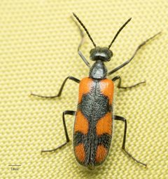 Eupompha elegans ssp. perpulchra by Jesse Rorabaugh. Used under a CC0 license.