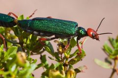 Eupompha fissiceps - Flickr - aspidoscelis by Patrick Alexander from Las Cruces, NM. Used under a CC0 license.