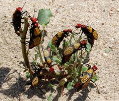 Tegrodera aloga yavapai by Mike. Used under a CC BY-SA 3.0 license.