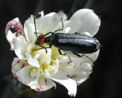 Lytta auriculata by Mike. Used under a CC BY-SA 4.0 license.