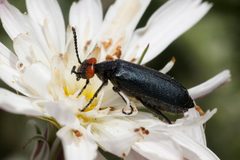 Lytta auriculata - Flickr - aspidoscelis by Patrick Alexander from Las Cruces, NM. Used under a CC0 license.