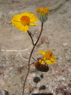 Blister beetle munching flowers by Ciar. Used under a Public domain license.
